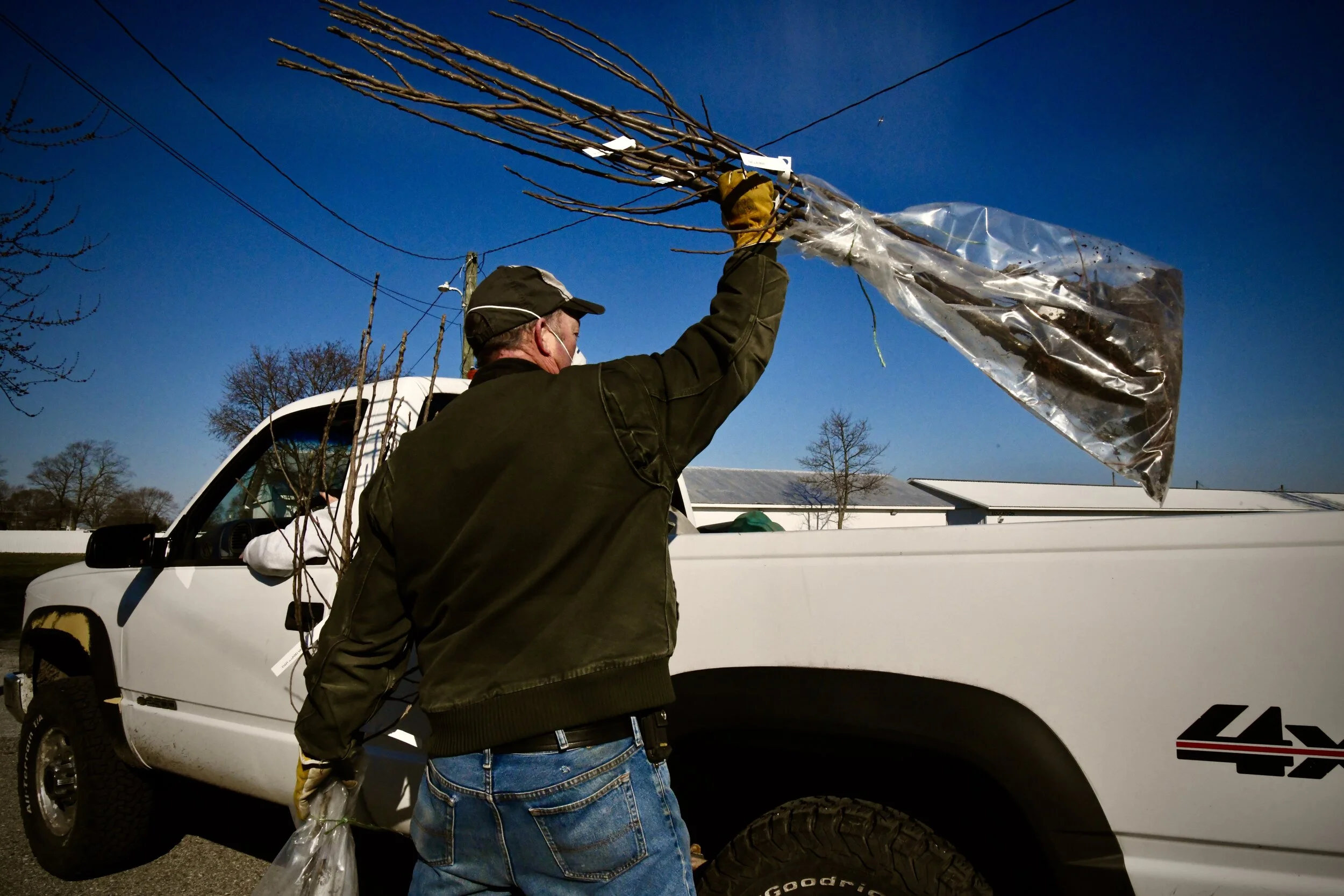 Tree Pickup &amp; Election