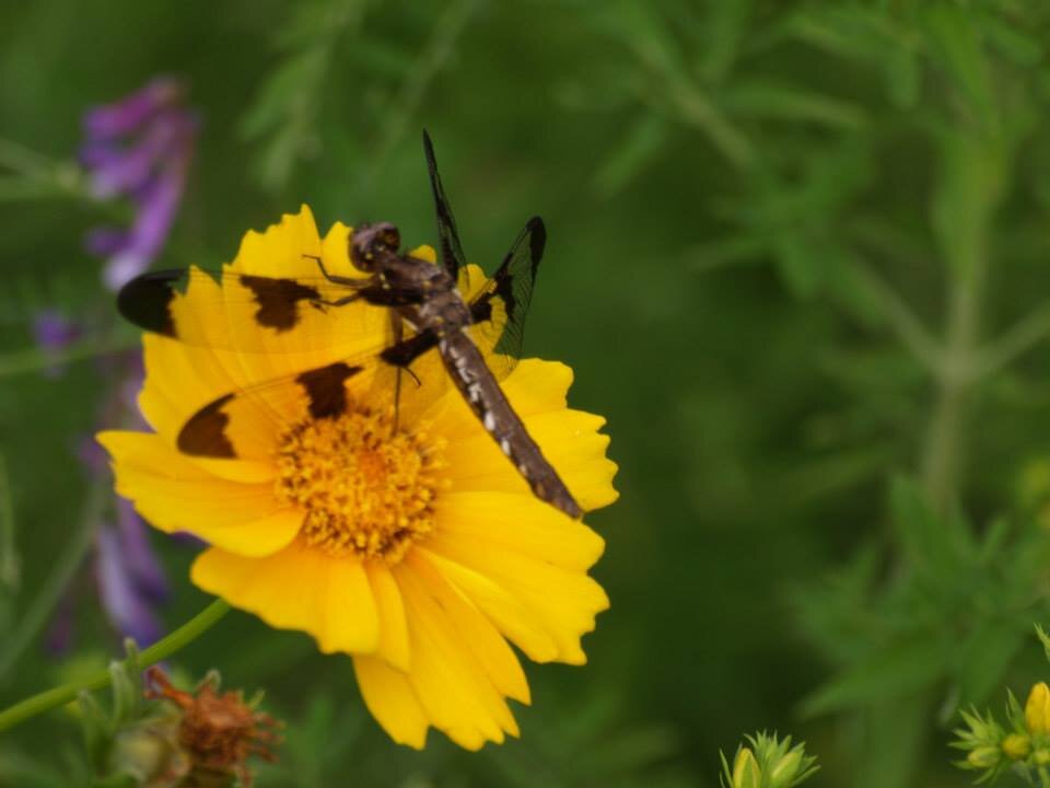 Coreopsis and dragonfly_Herremans.jpg