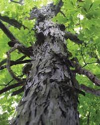shagbark bark.jfif