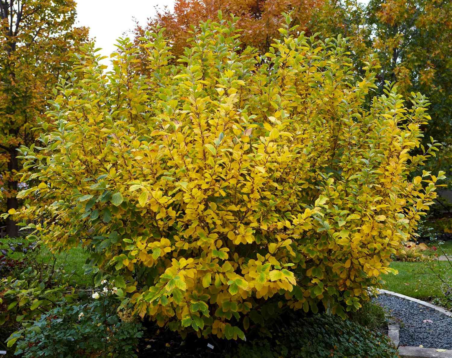 witch-hazel.jpg