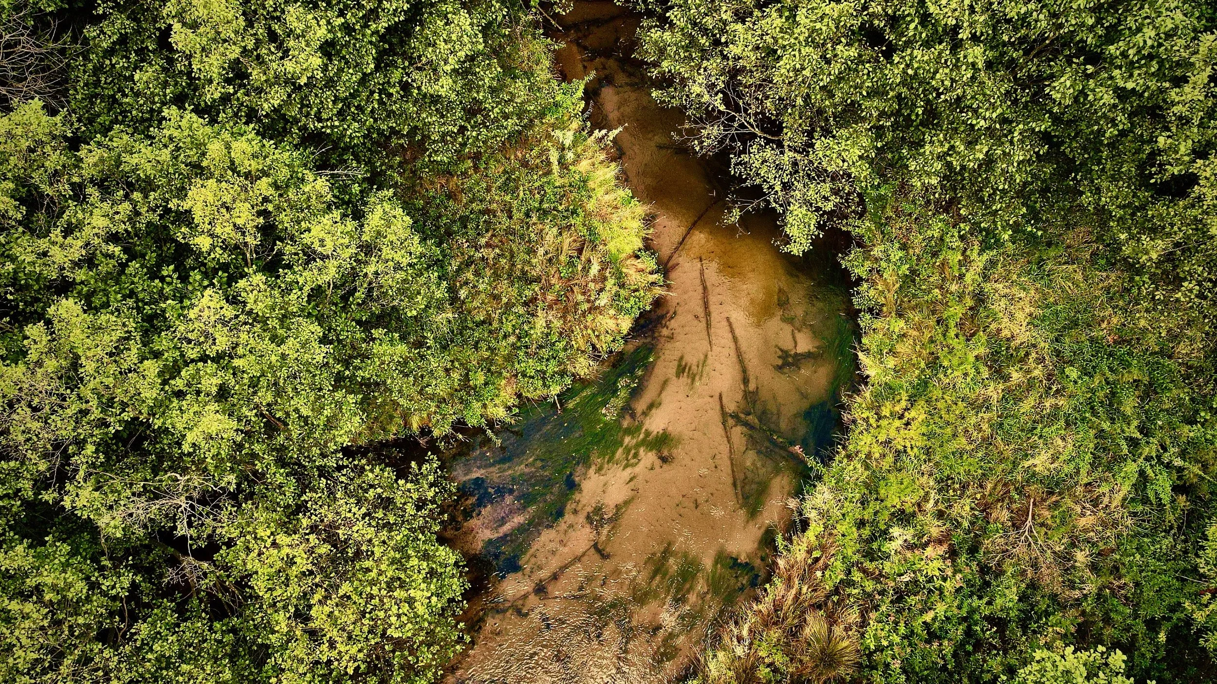 Stewardship Day: In the Forest 