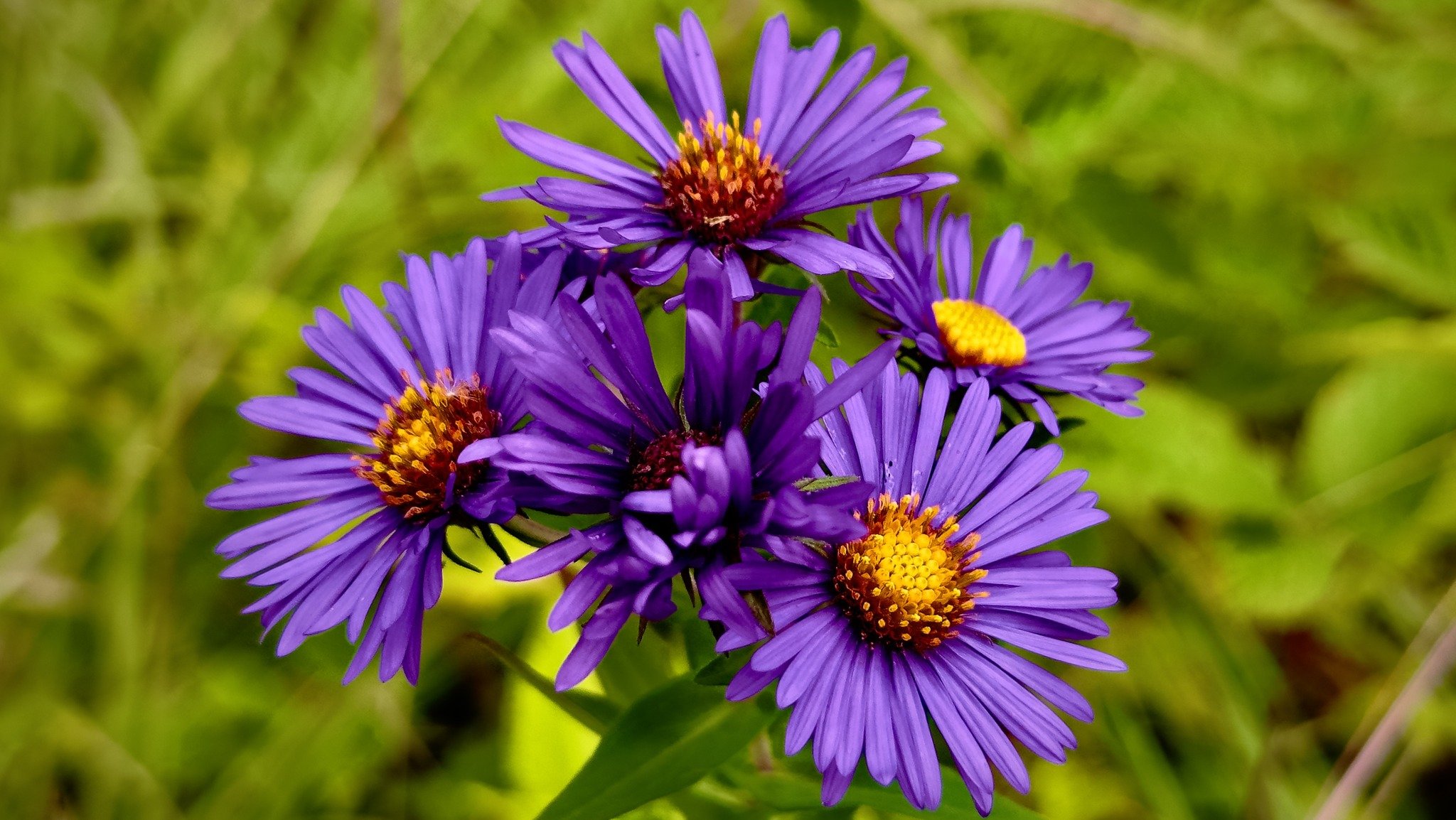 New England Aster.jpg