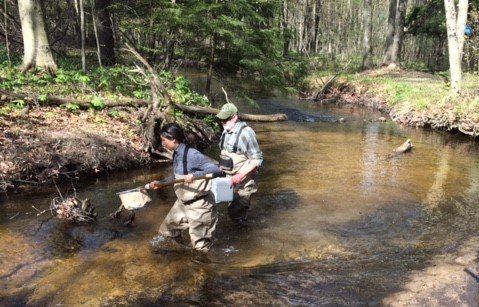 Stream Monitoring_Cobmoosa Creek (4).JPG
