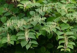 Invasive Species Treatment Workshop 