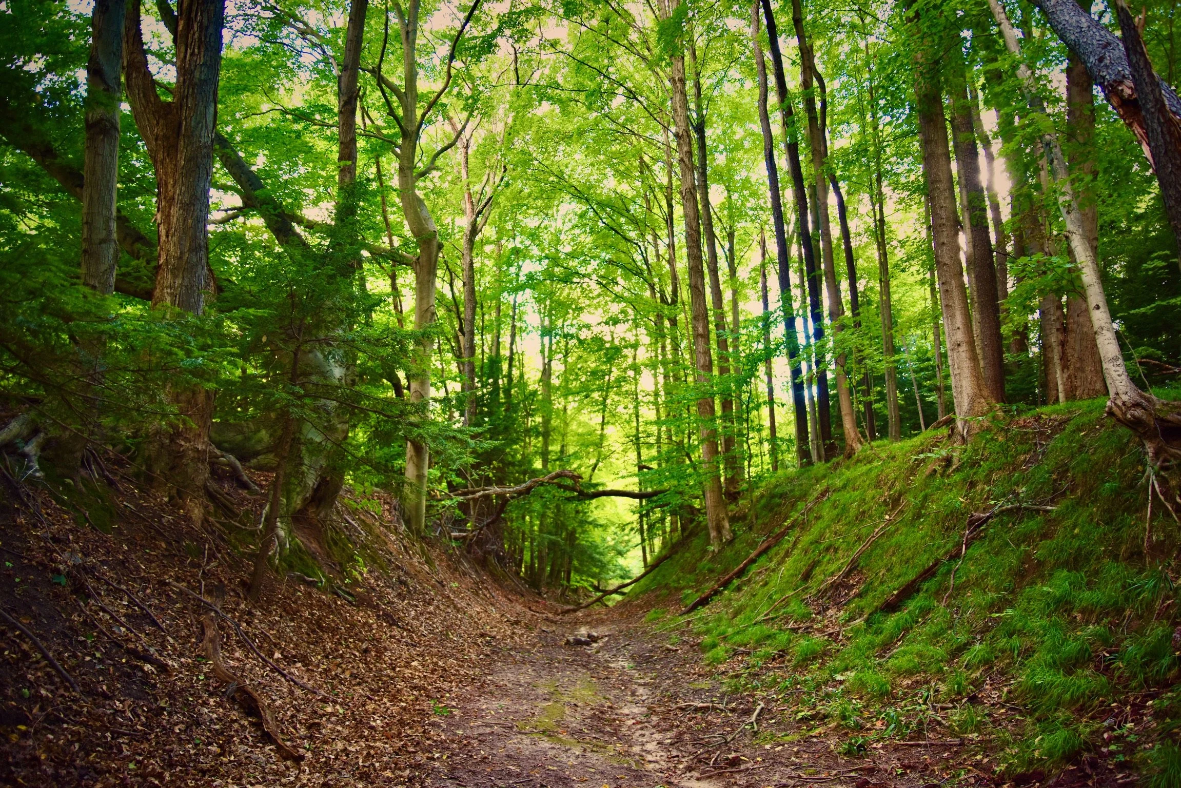 RESCHEDULED Stewardship Day: Trail building in the forest!