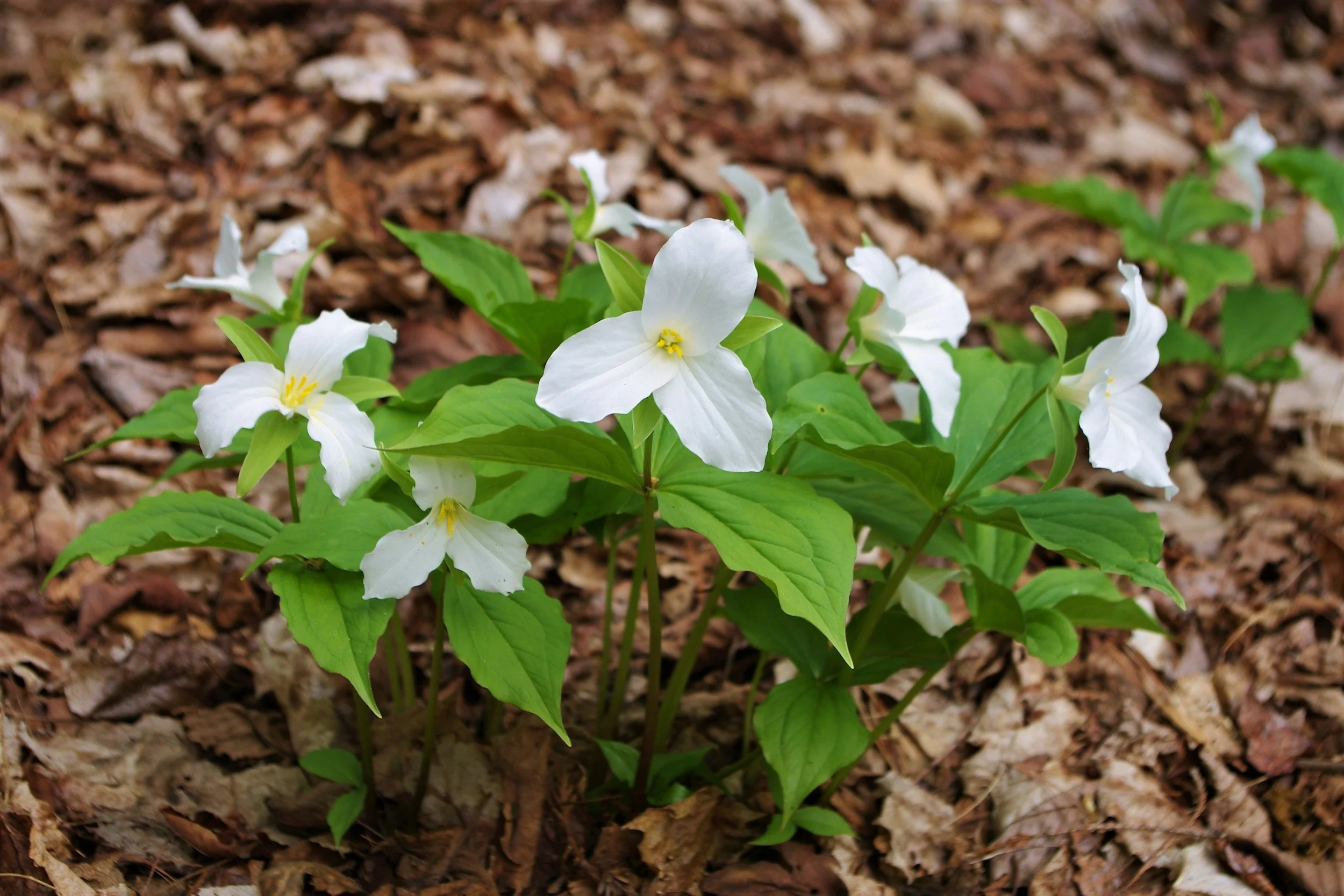 Spring Ephemeral ID Hike