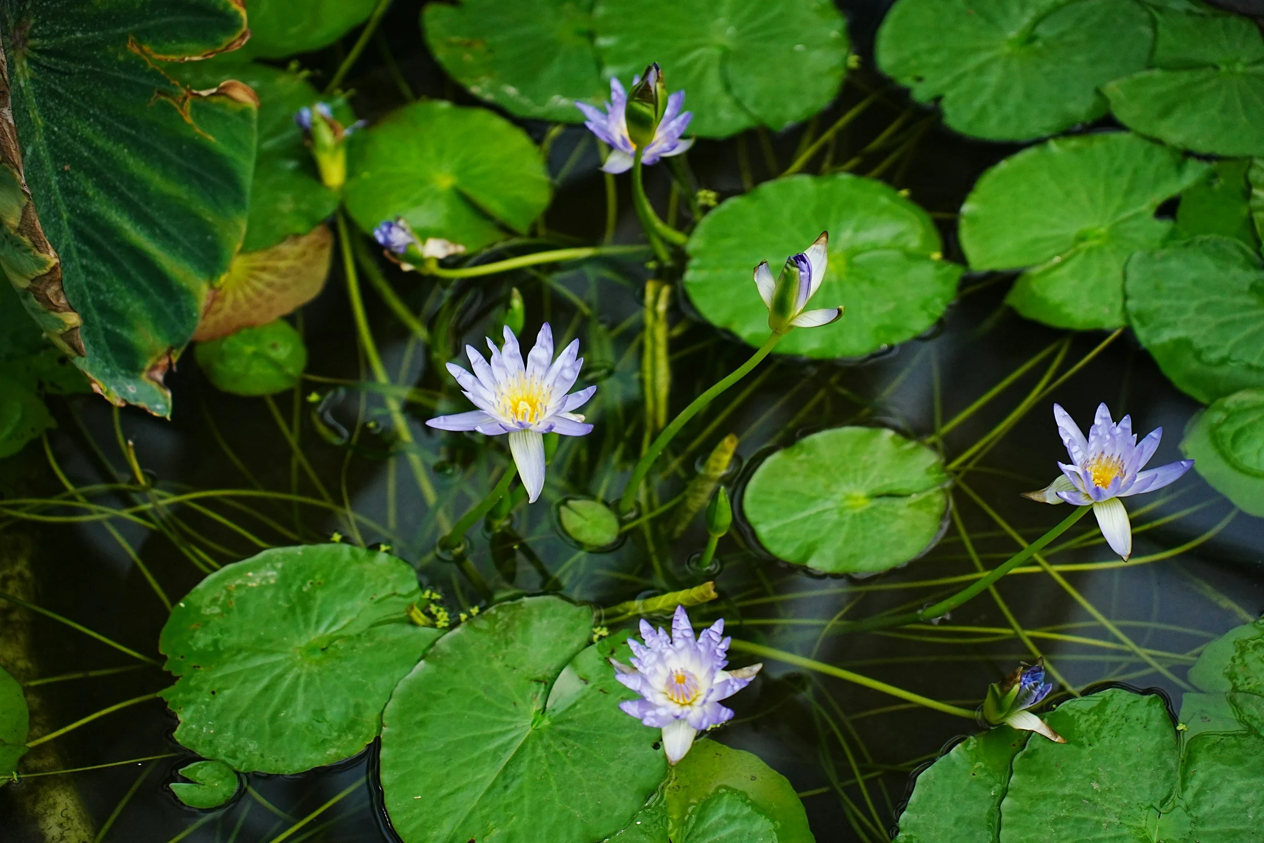 Aquatic Plant Exploration &amp; Paddle