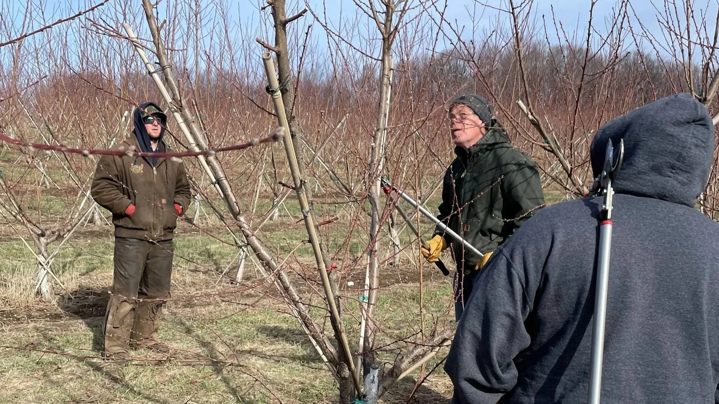 Fruit Tree Pruning Workshop