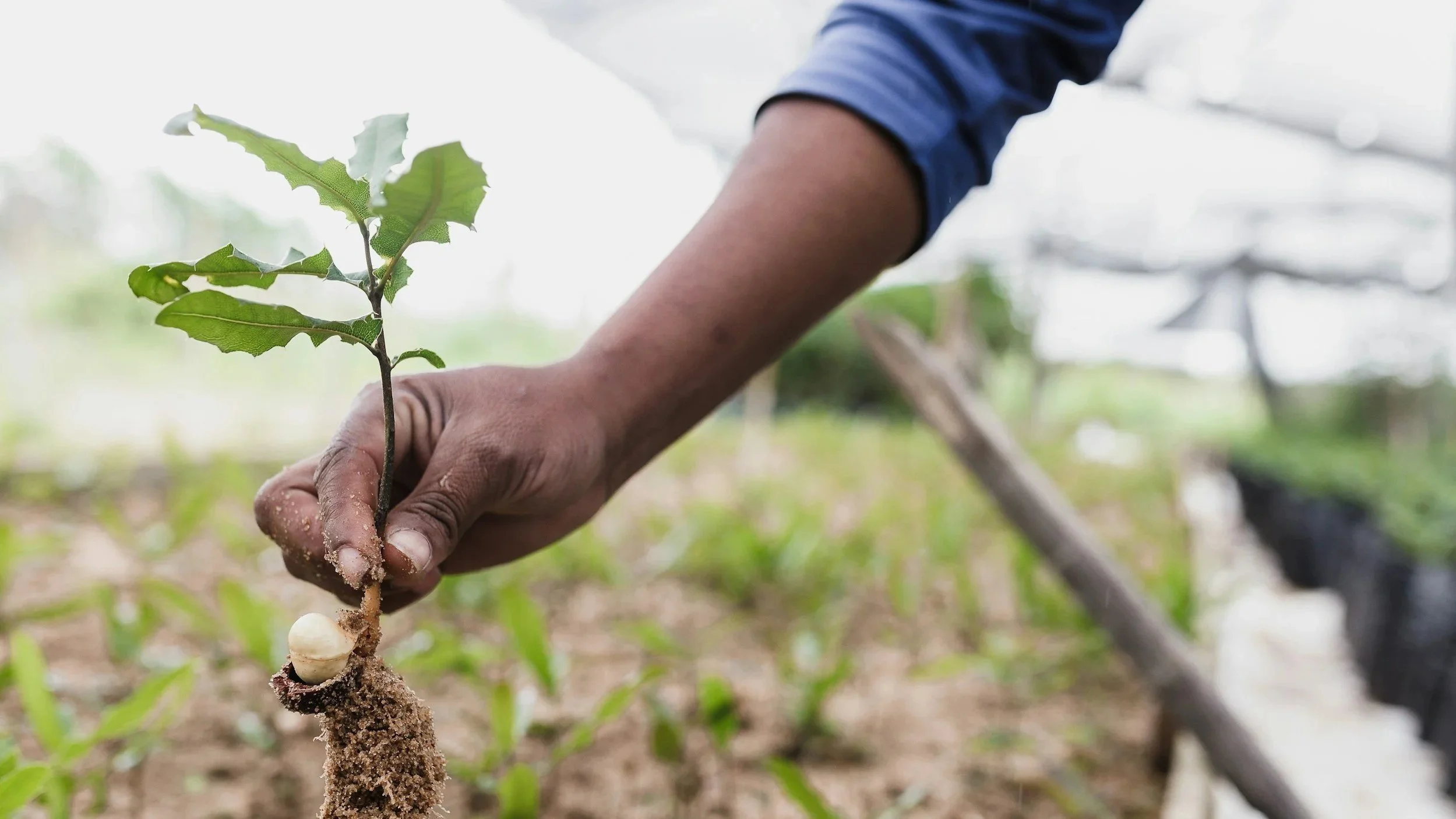 Tree &amp; Shrub Planting Presentation