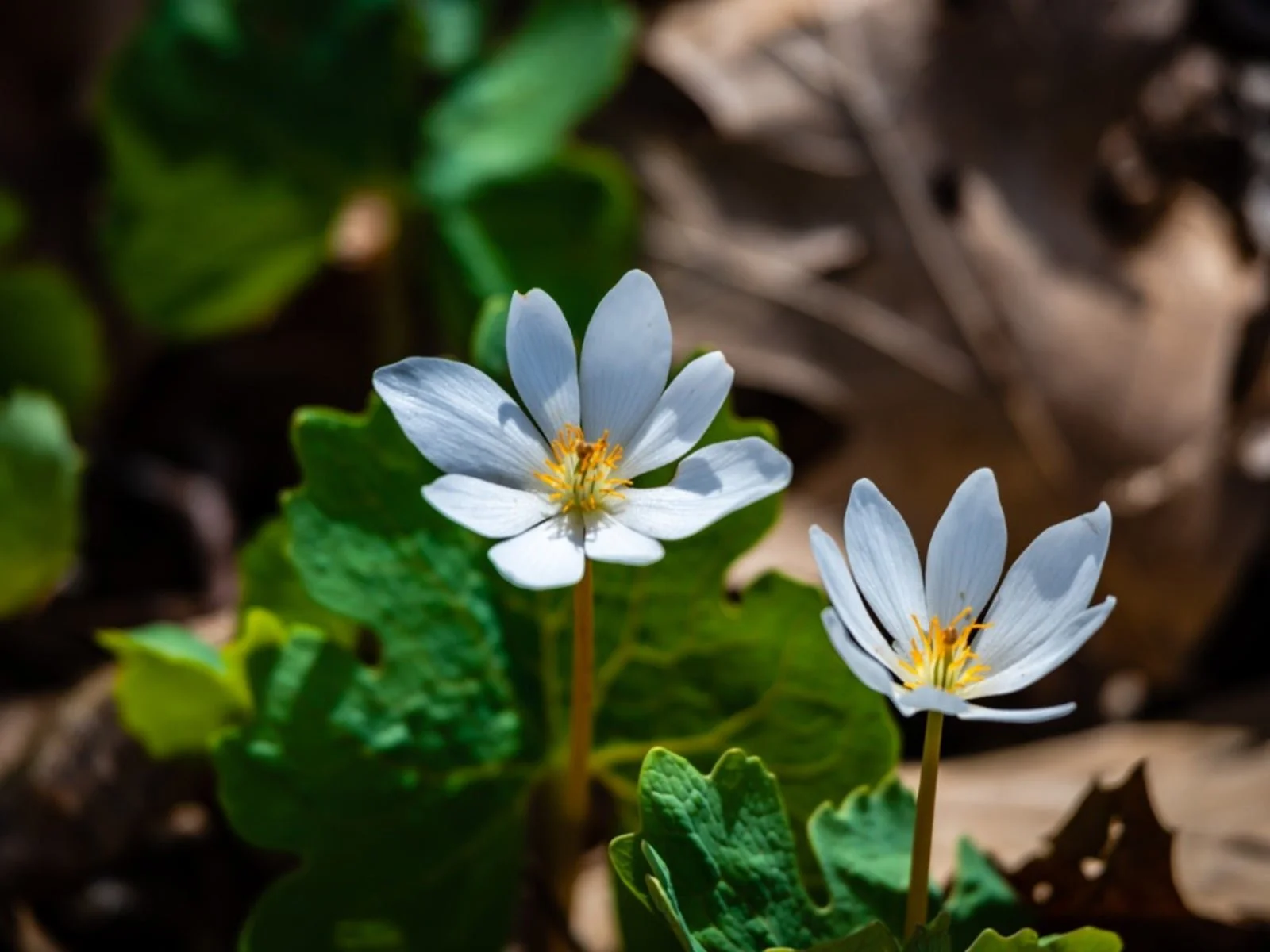 Wild Ones West Michigan Shore-to-Prairie Wildflower Walk