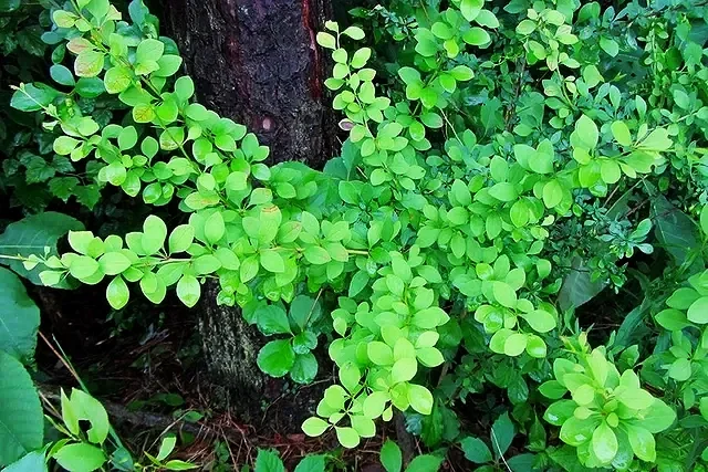Barberry Be Gone Drop-Off