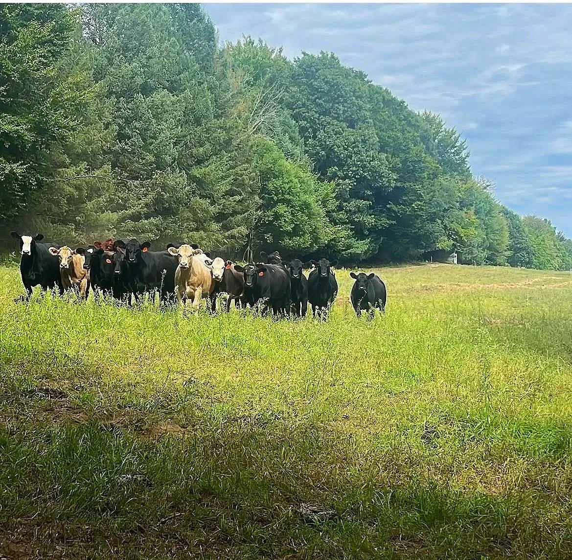 Regenerative Agriculture &amp; Cattle Grazing Workshop