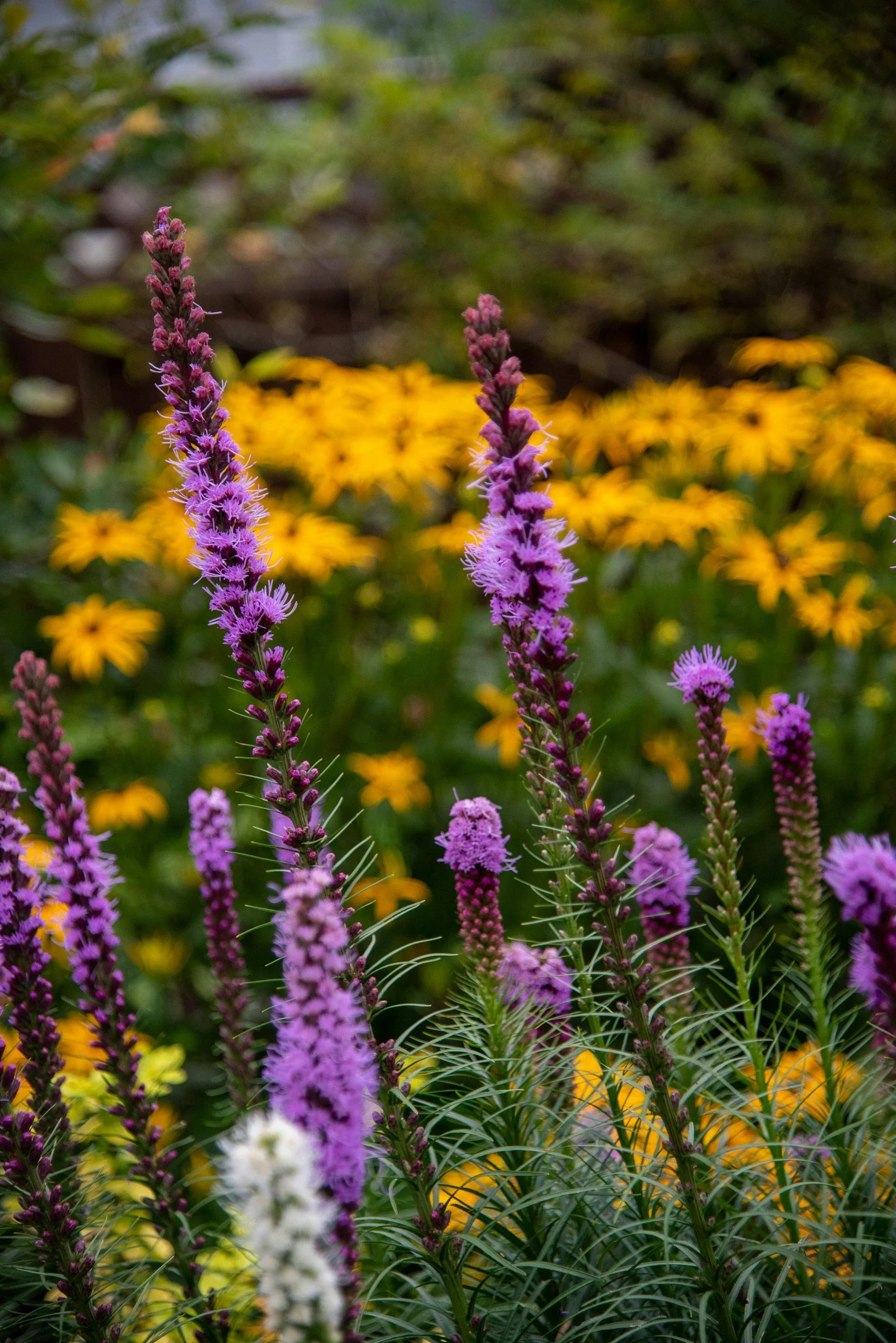 Wild Ones West MI Shore-to-Prairie: Foster Residence Native Plant Garden Tour