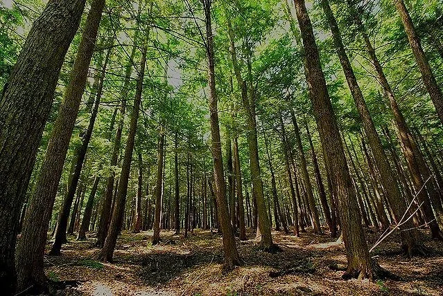 Building Resilient Forests Workshop