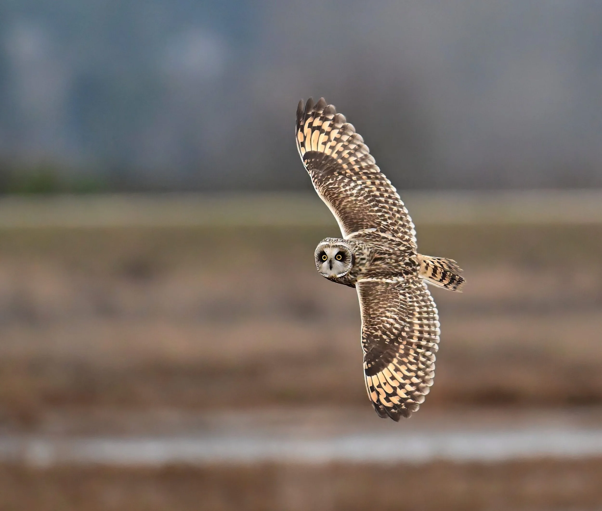 Owls - Memorial Nature Preserve