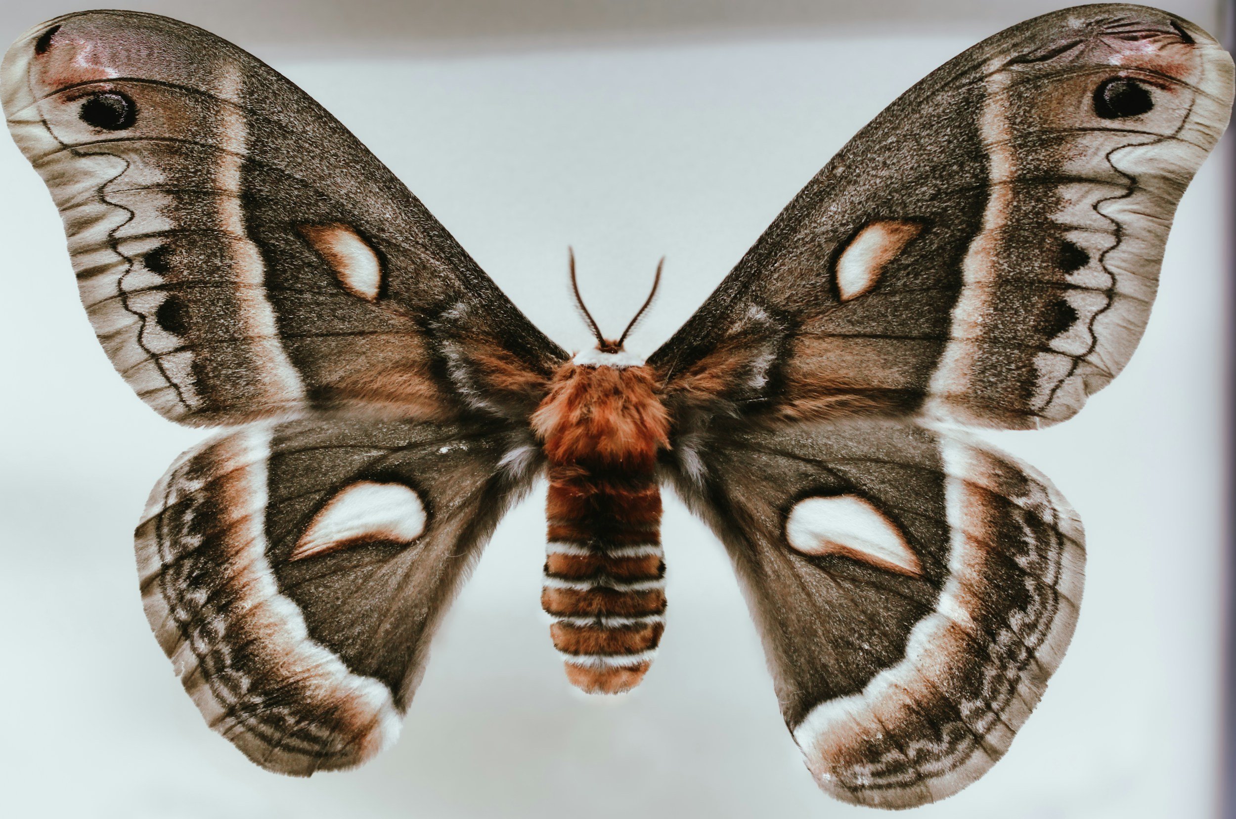 Butterflies and Moths - Memorial Nature Preserve