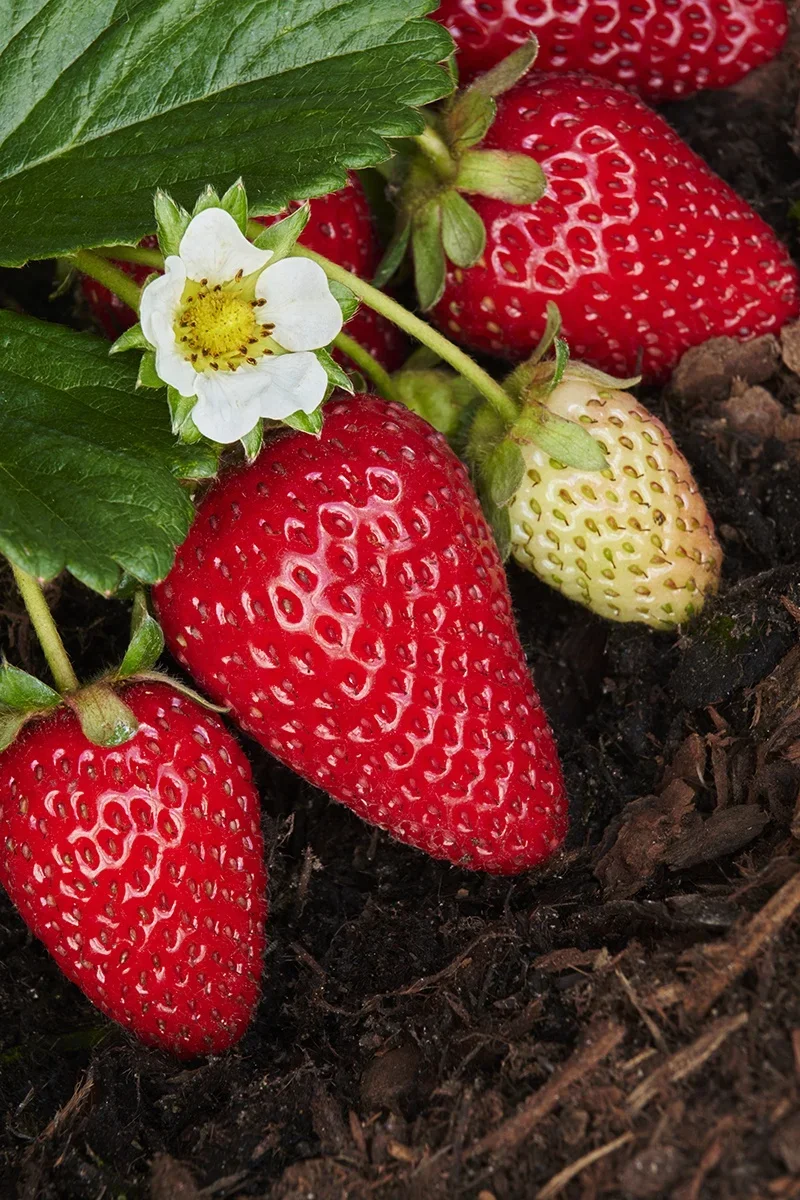 06835_fragaria_x_albion__042mnc_web_1.webp