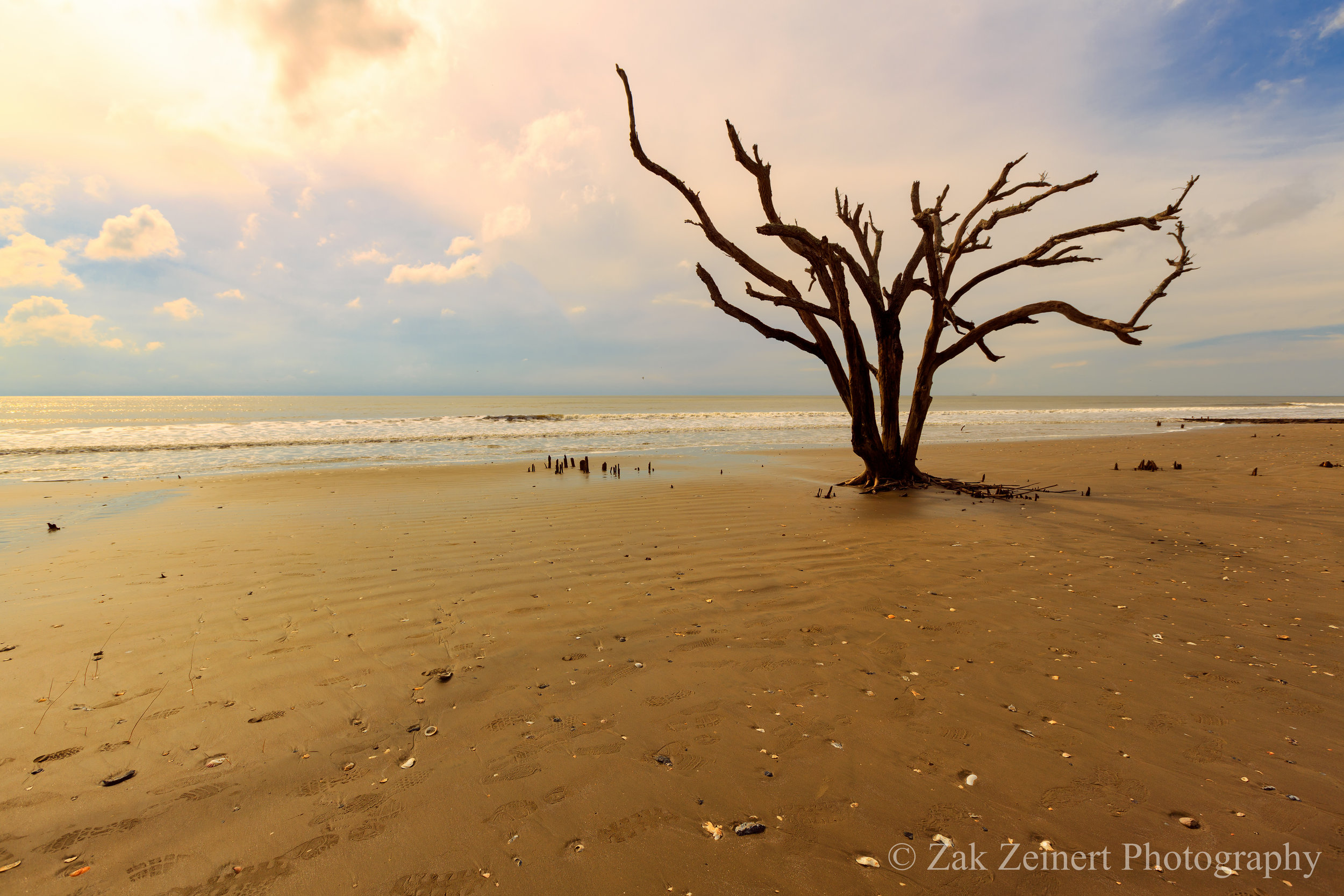 Botany Bay outside of Charleston. The beach is littered with seashells that crunch under your feet and desolate looking trees as far as the eye can see.