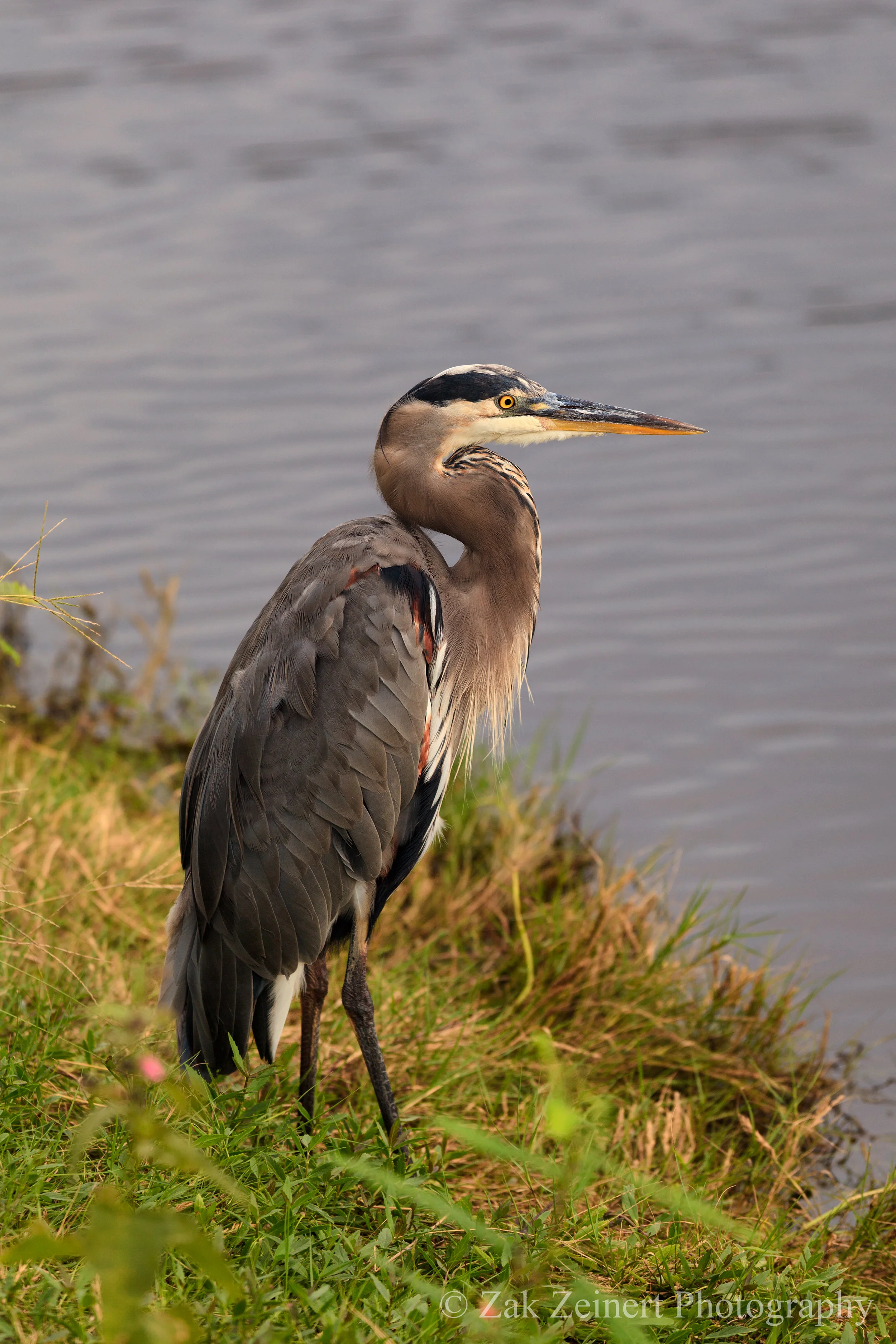 Great Blue Heron