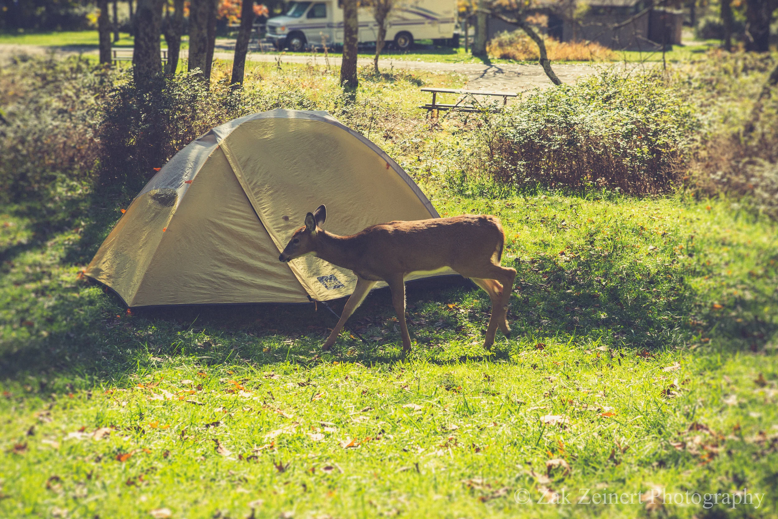 At my campground in Big Meadows, dear would frequently stroll through my campsite. Later that evening, a whole herd came galloping through while I ate dinner!