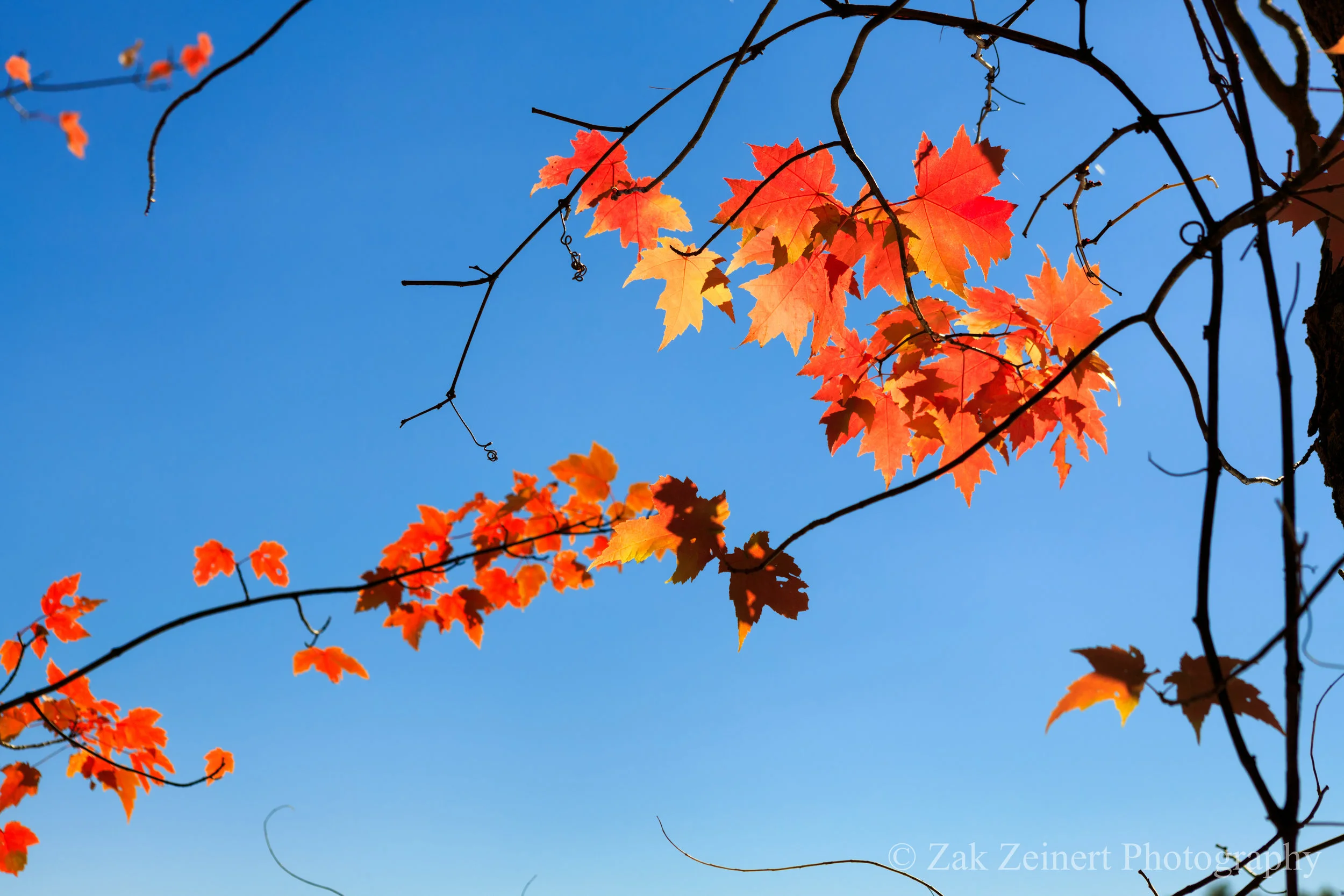 Fall colors outside of Boston