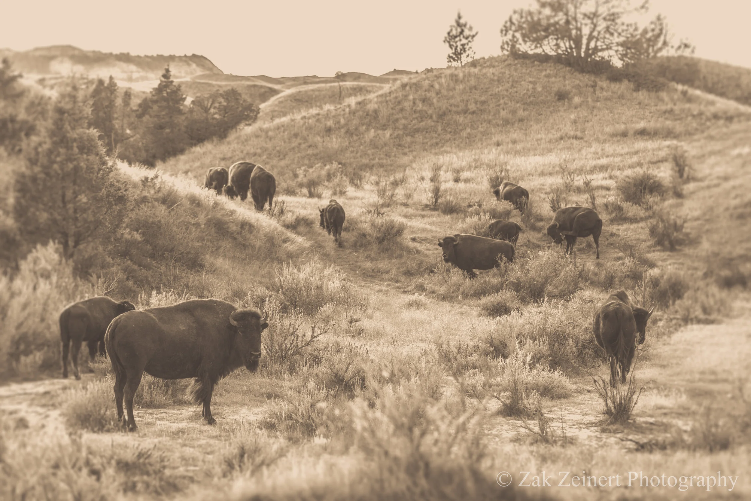 Give me a home where the buffalo roam