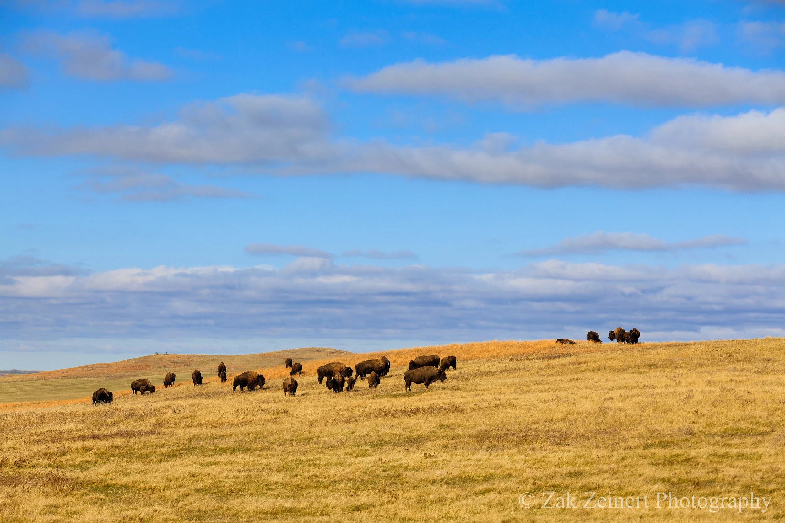Buffalo in the north unit