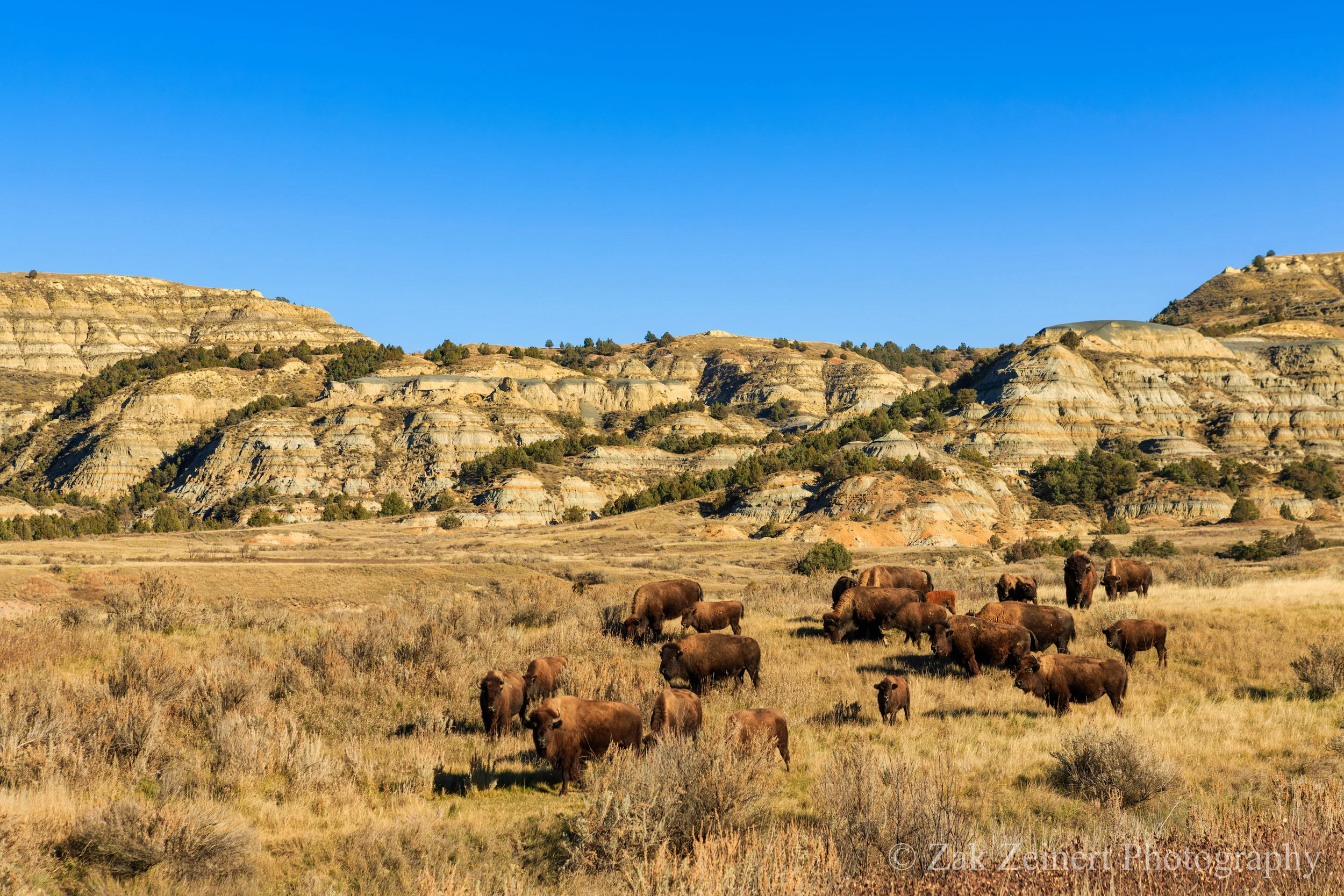 Buffalo in the north unit