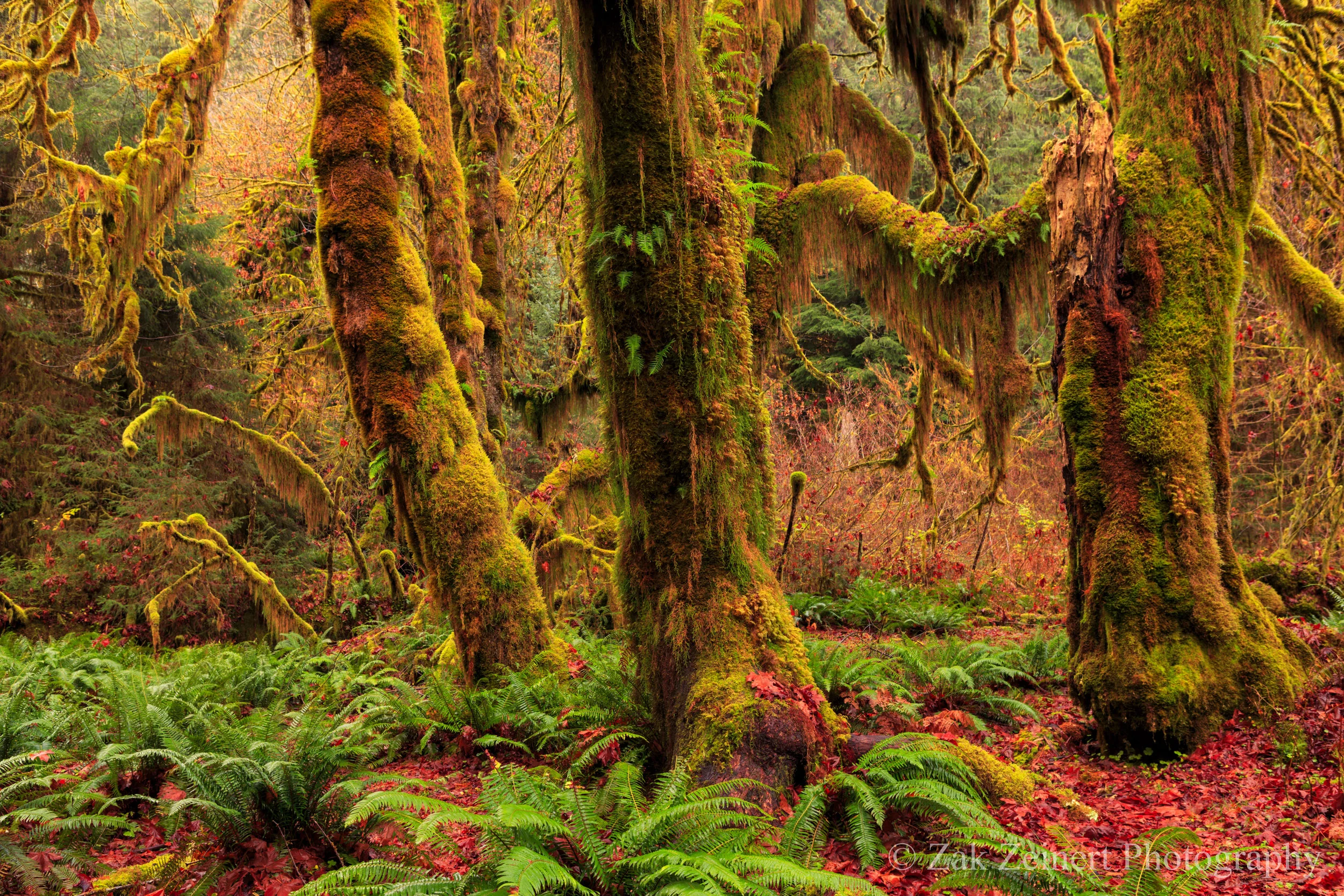 The Hoh Rainforest