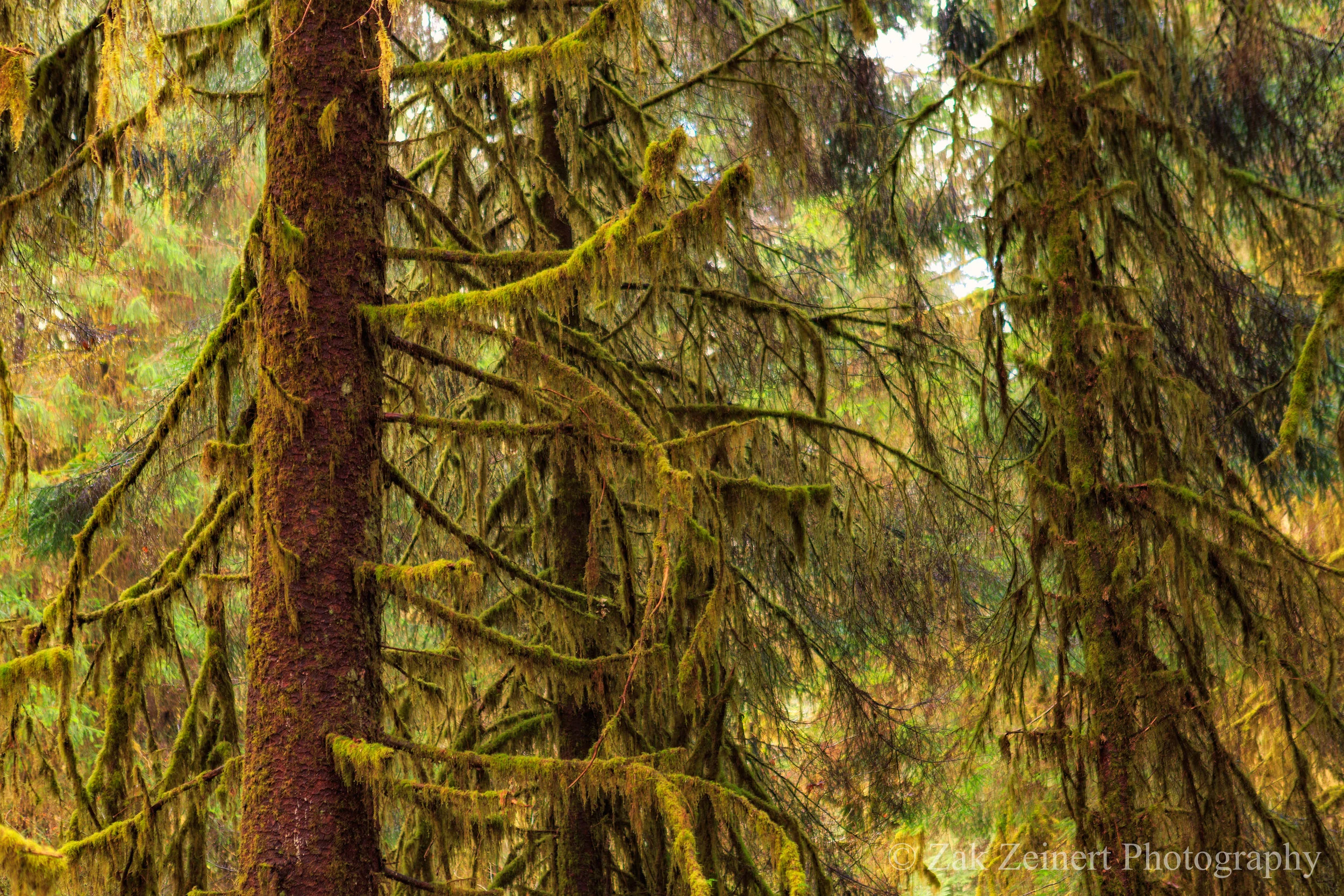 The Hoh Rainforest