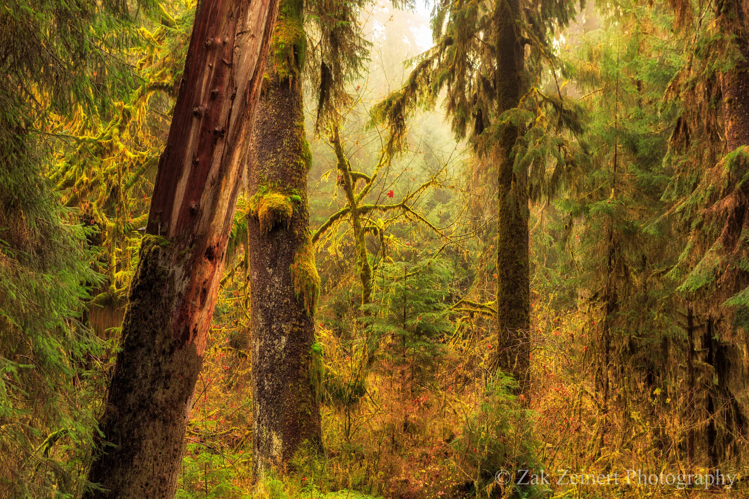 The Hoh Rainforest