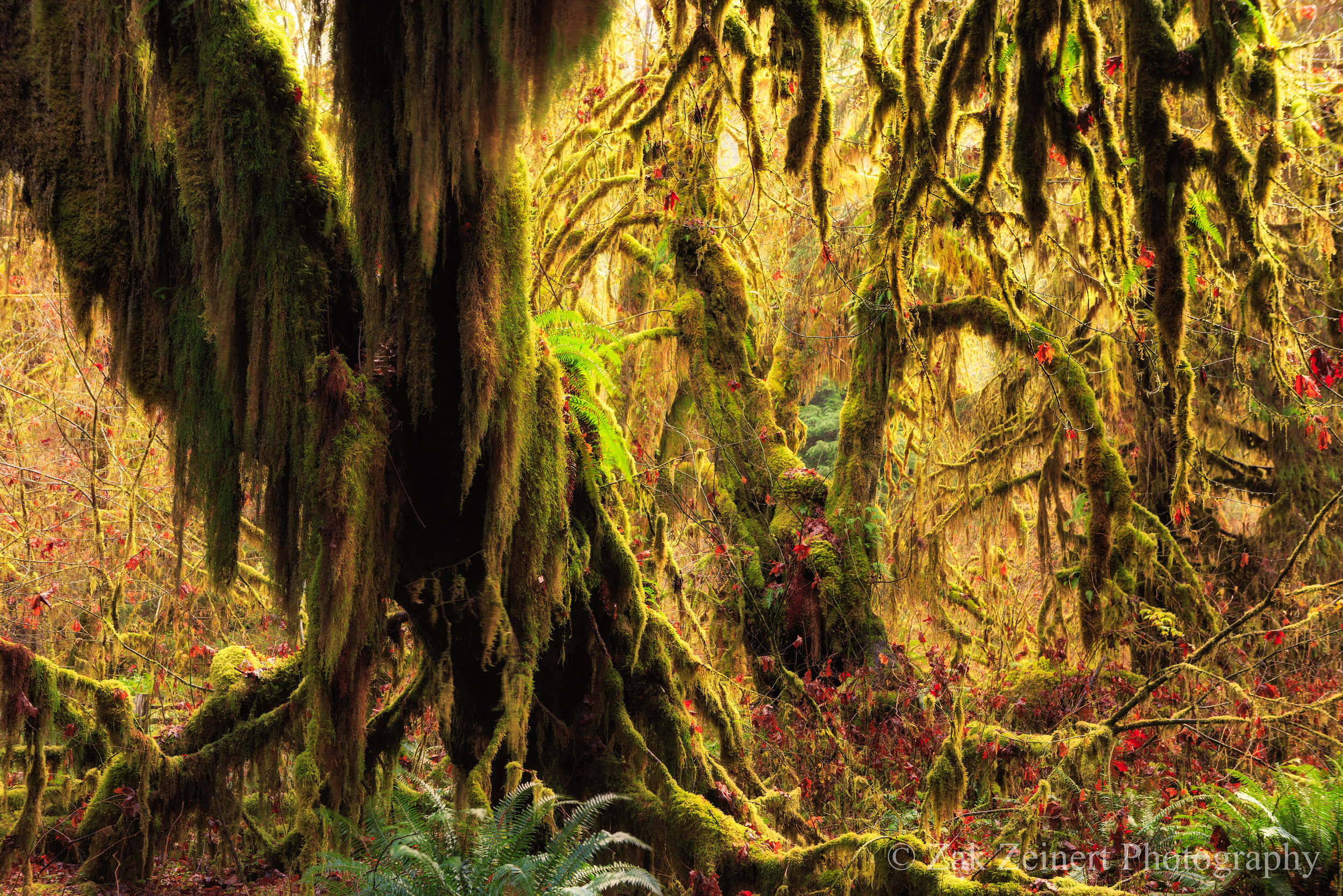 The Hoh Rainforest