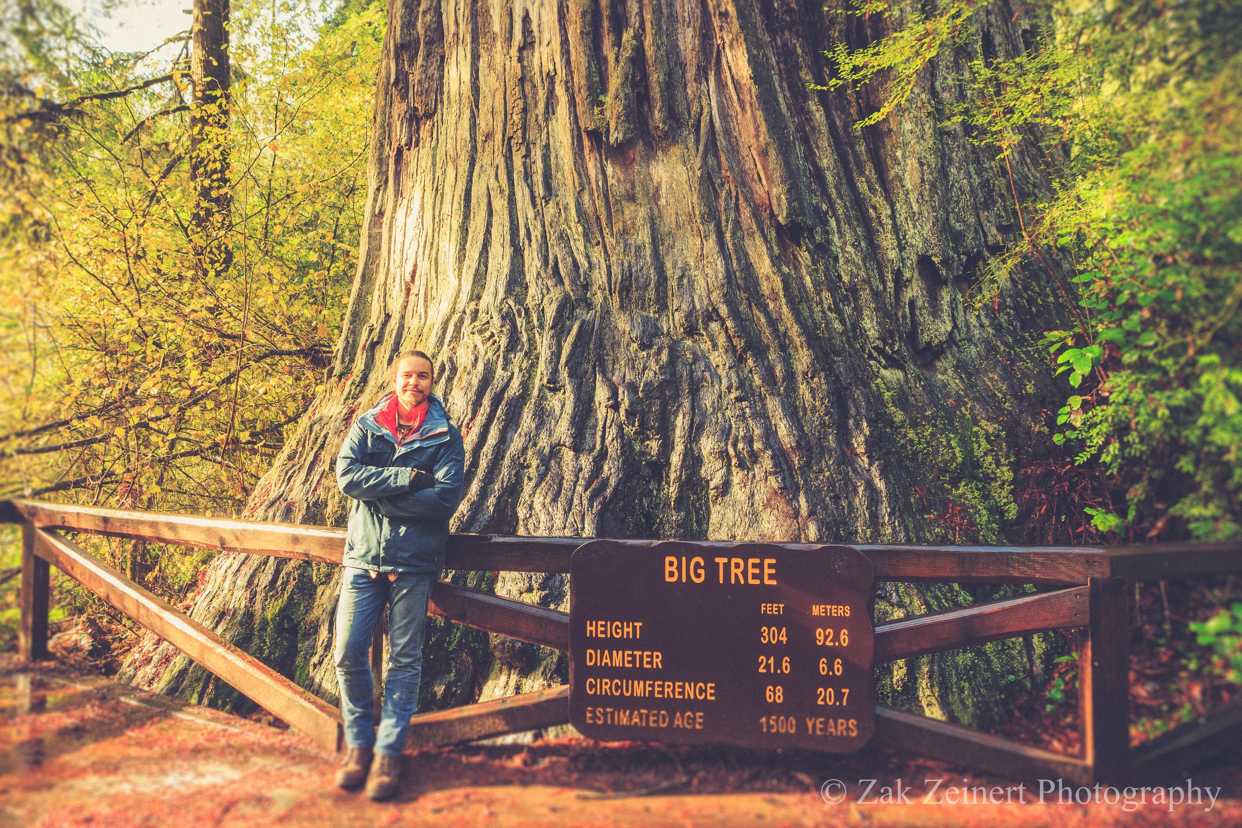 Big Tree in Redwood National Forest