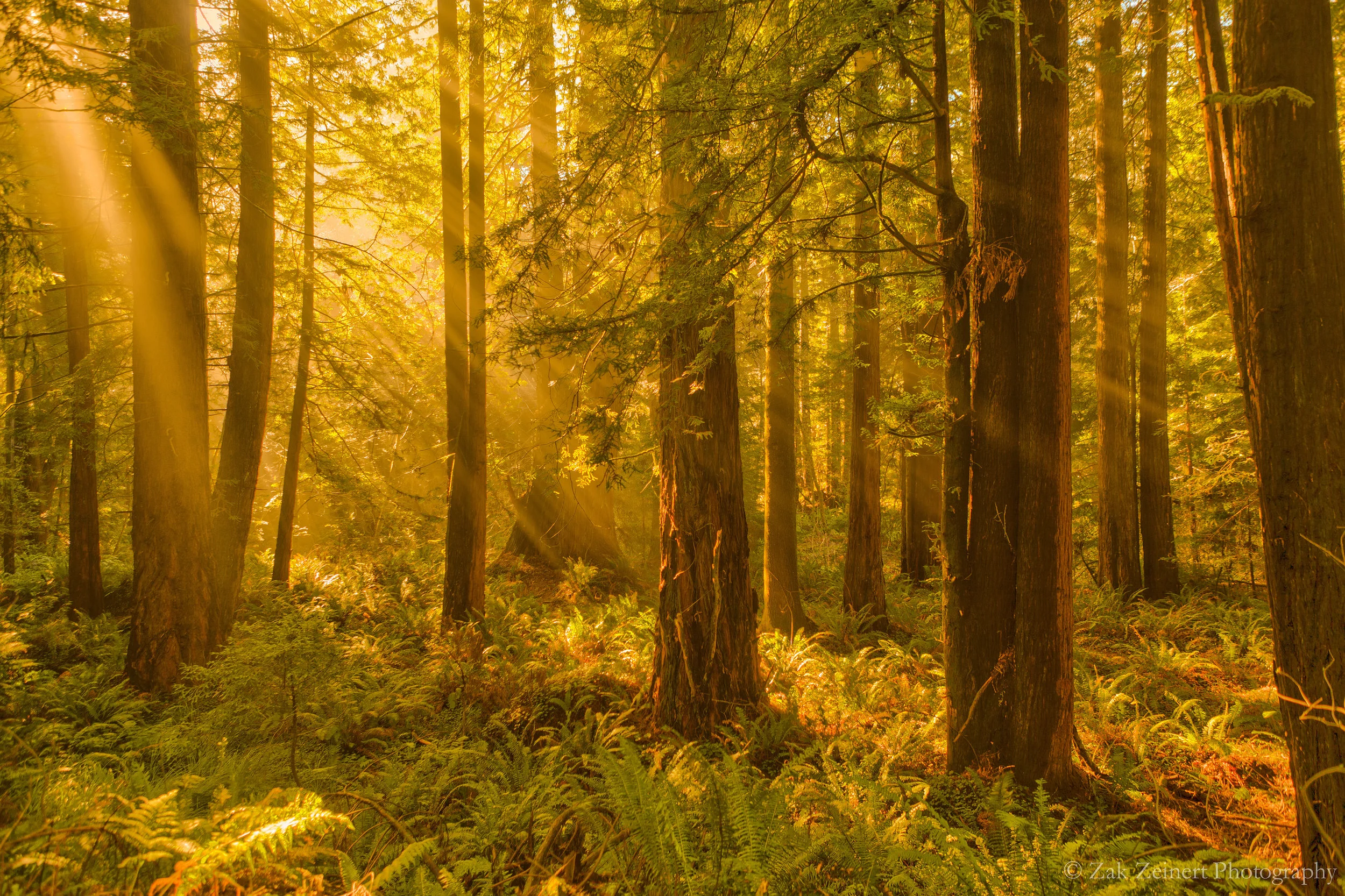 Redwoods near Jedediah Smith Redwood State Park circa 2015. Had to copy this from my website as the original was lost in the hard drive crash. Taken on the Howland Hill Road. 