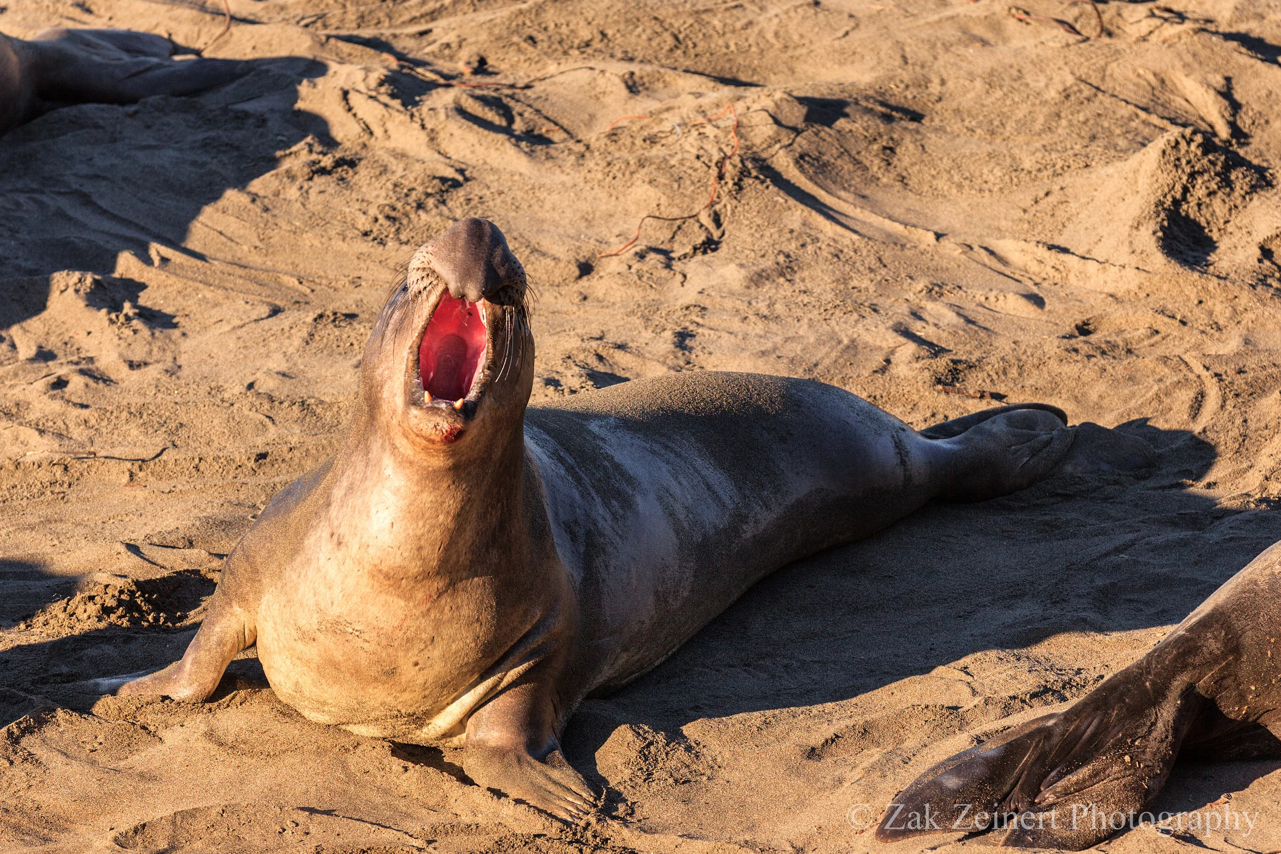 Male elephant seal showing everyone who's boss