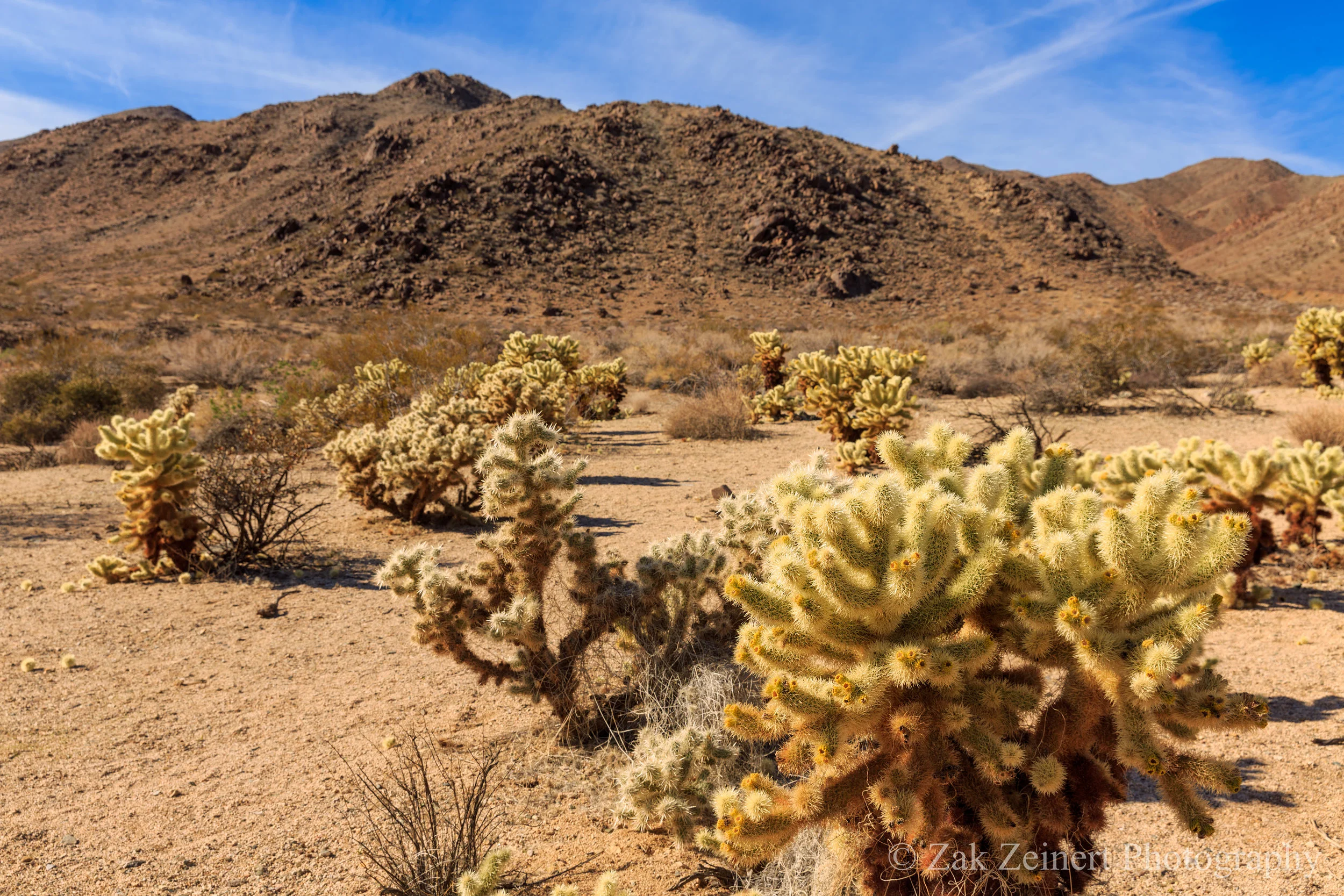 Cactus in Joshua Tree