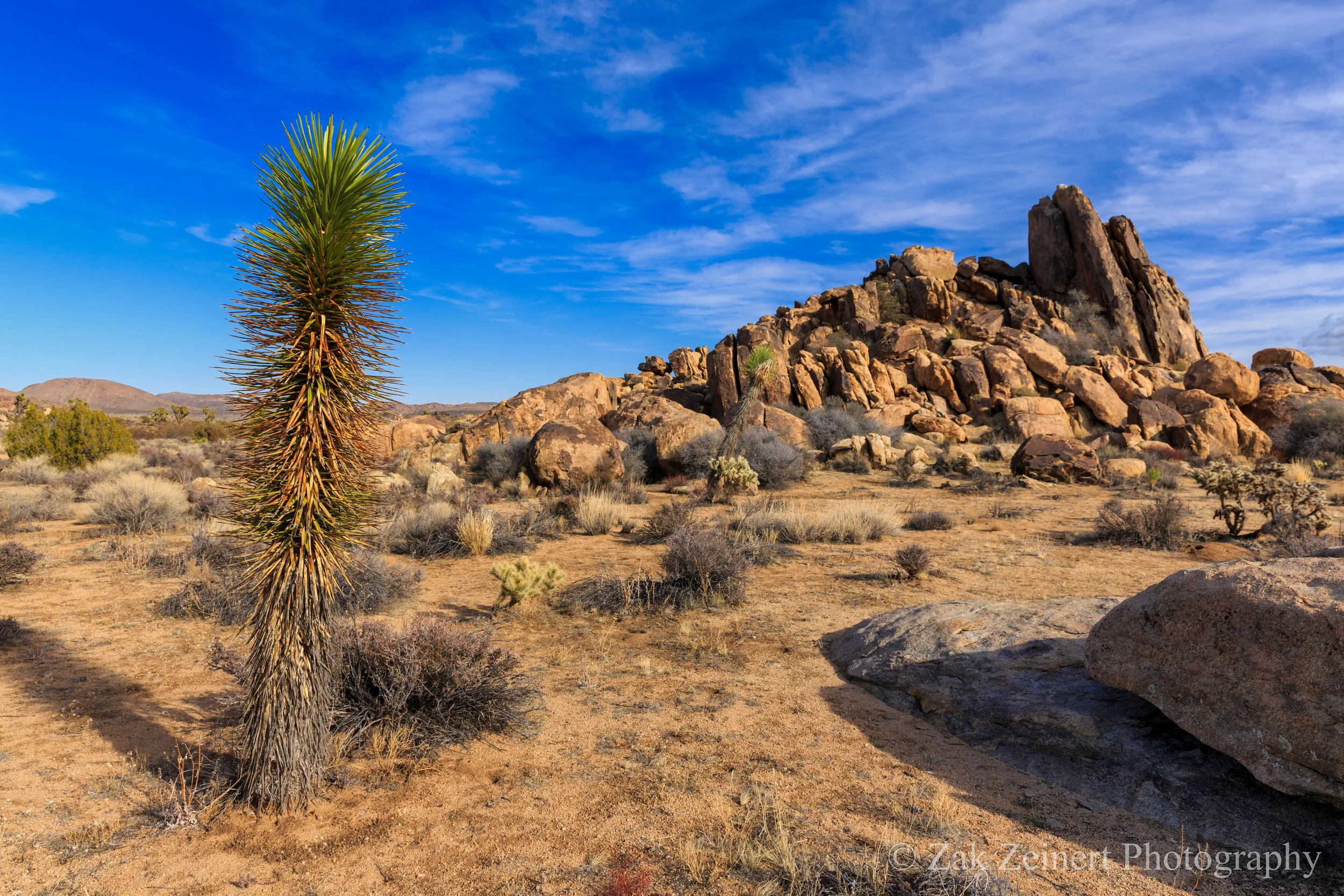 Cactus and rocks in Joshua Tree