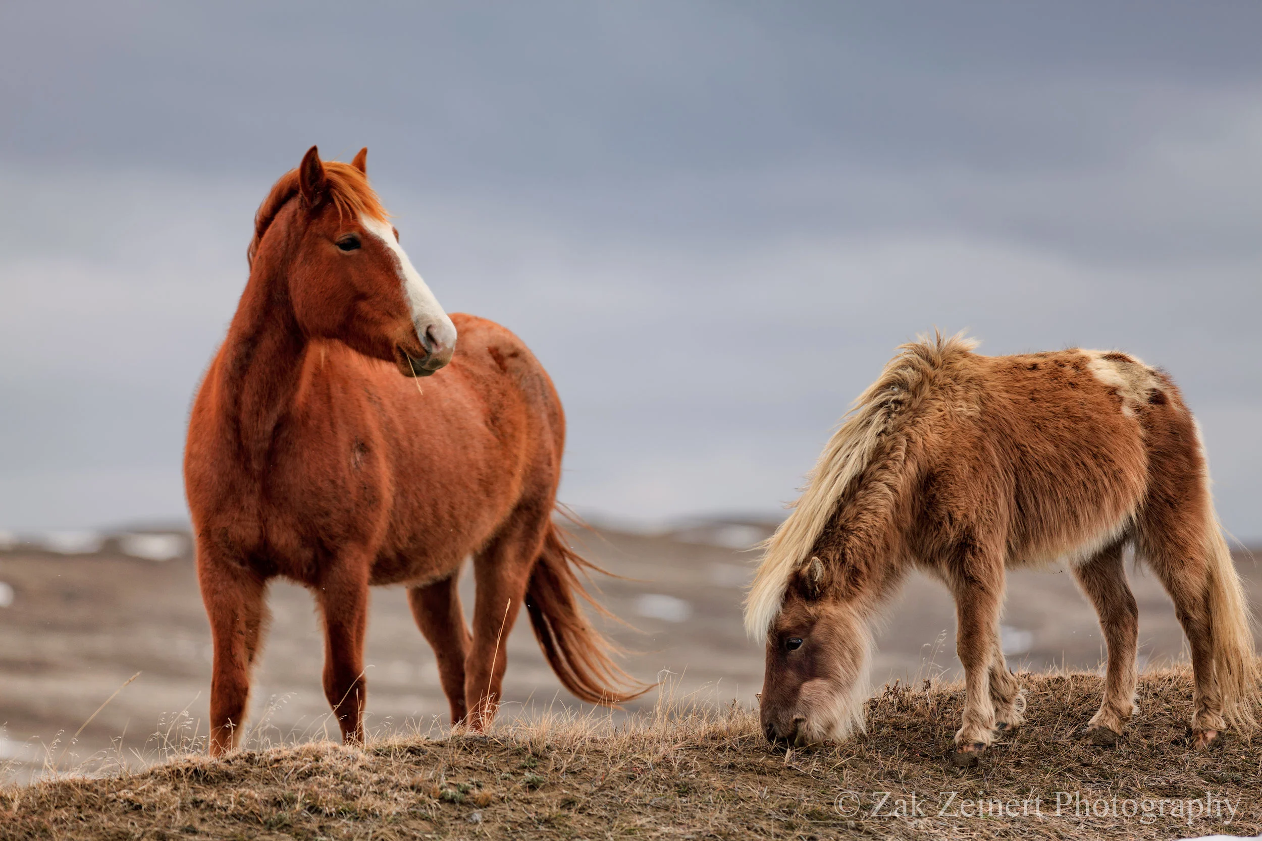 Wild Horses near Little Big horn