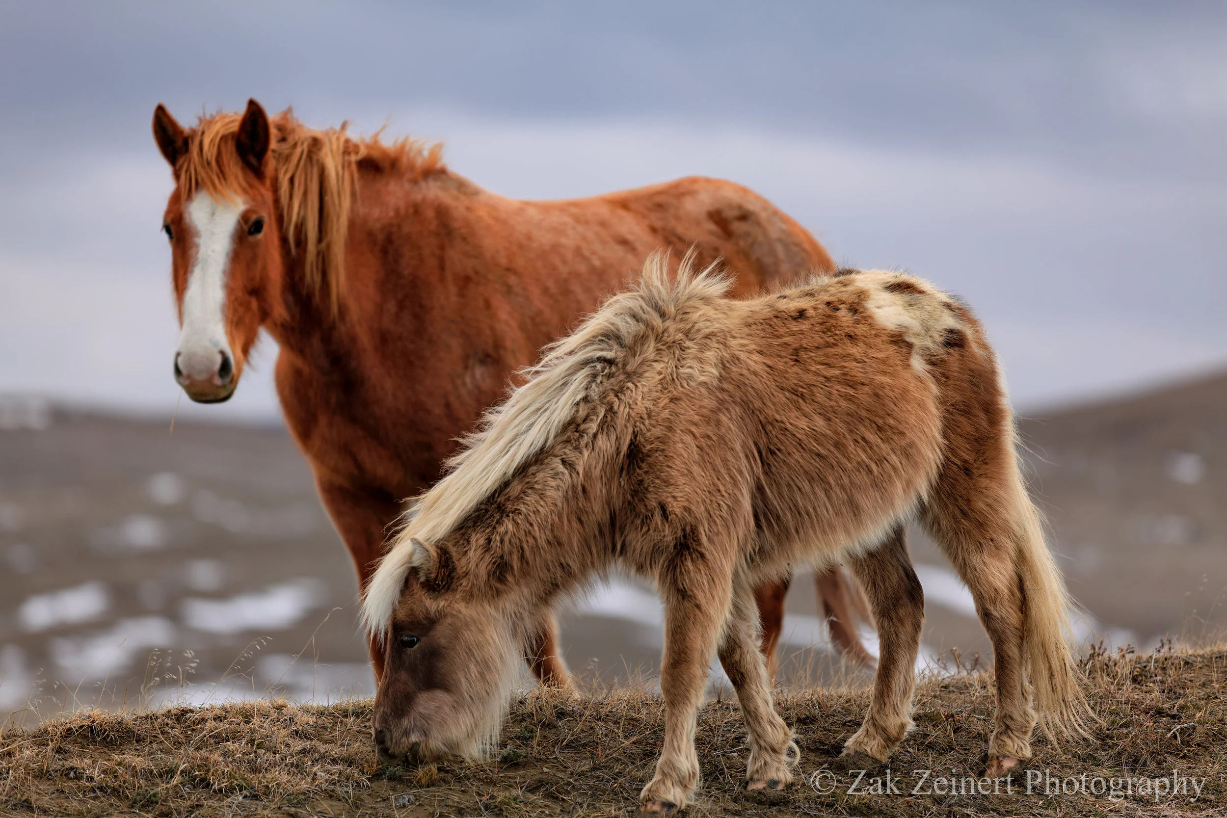 Wild Horses near Little Big horn