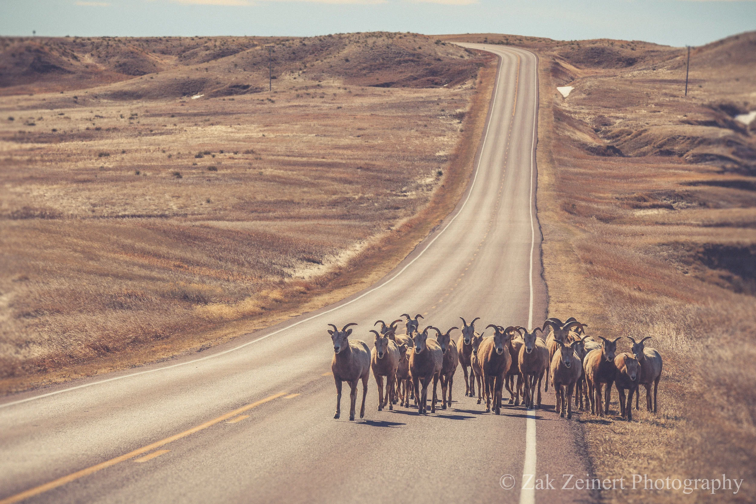 Few things are more terrifying than looking up and seeing a stampede of mountains goats heading straight for you!