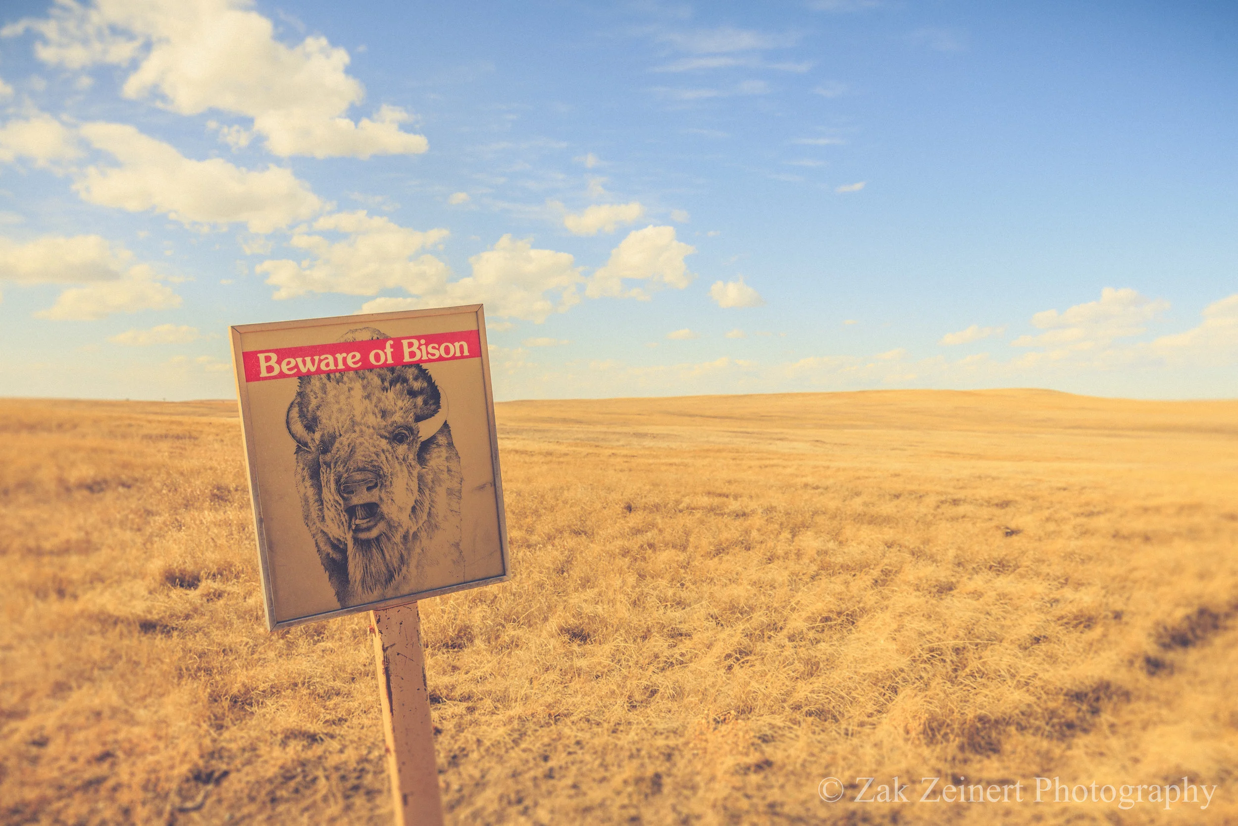 Ironically, compared to North Dakota, I barely saw any bison in South Dakota
