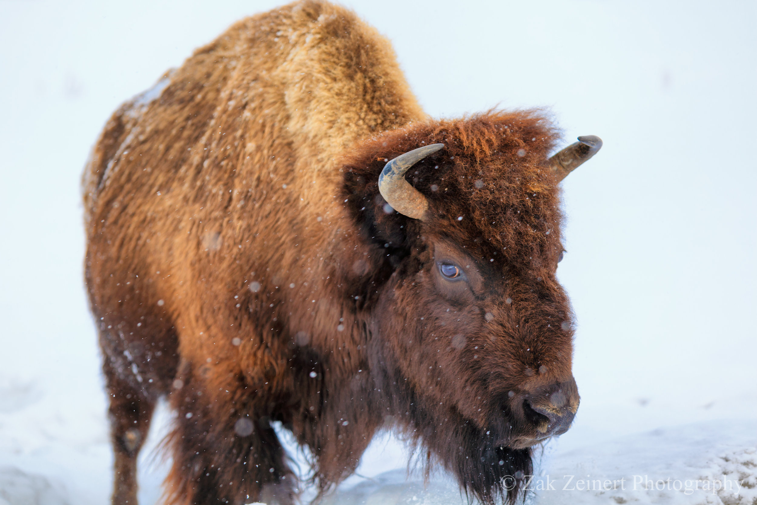 Bison in Yellowstone