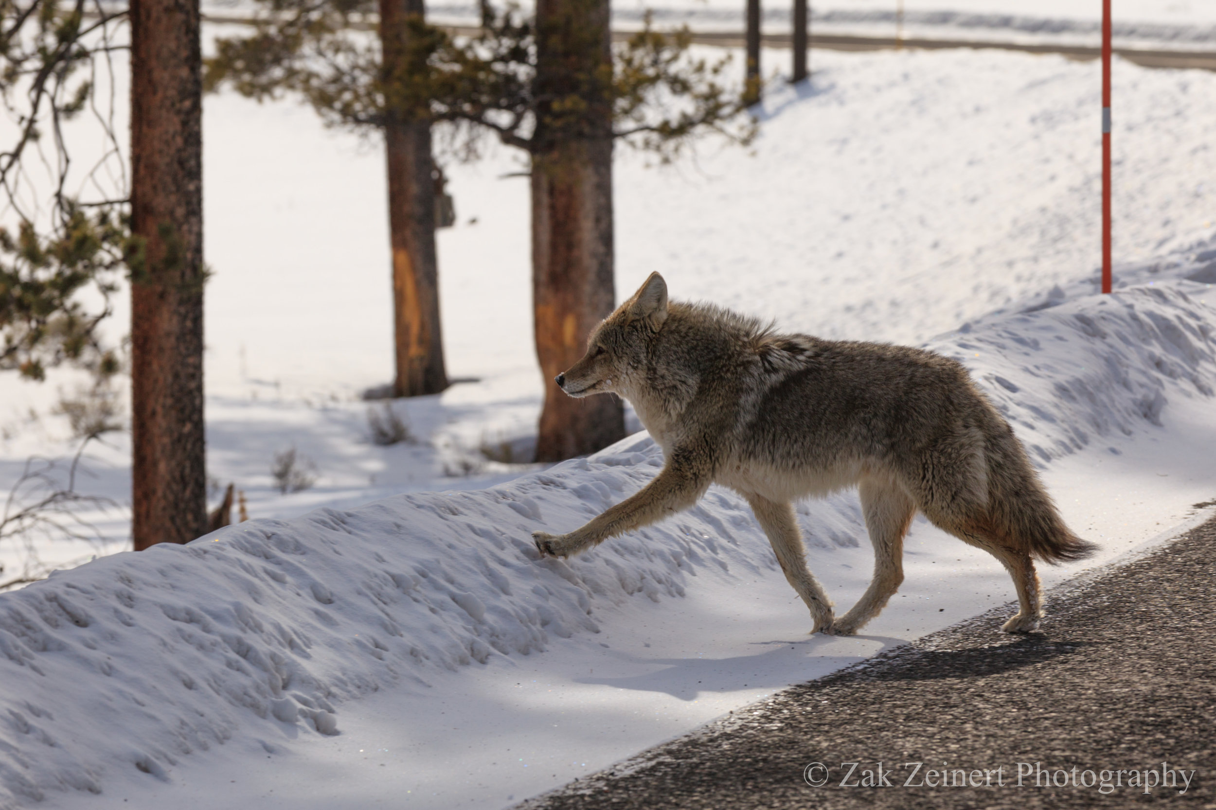 Coyote or wolf?
