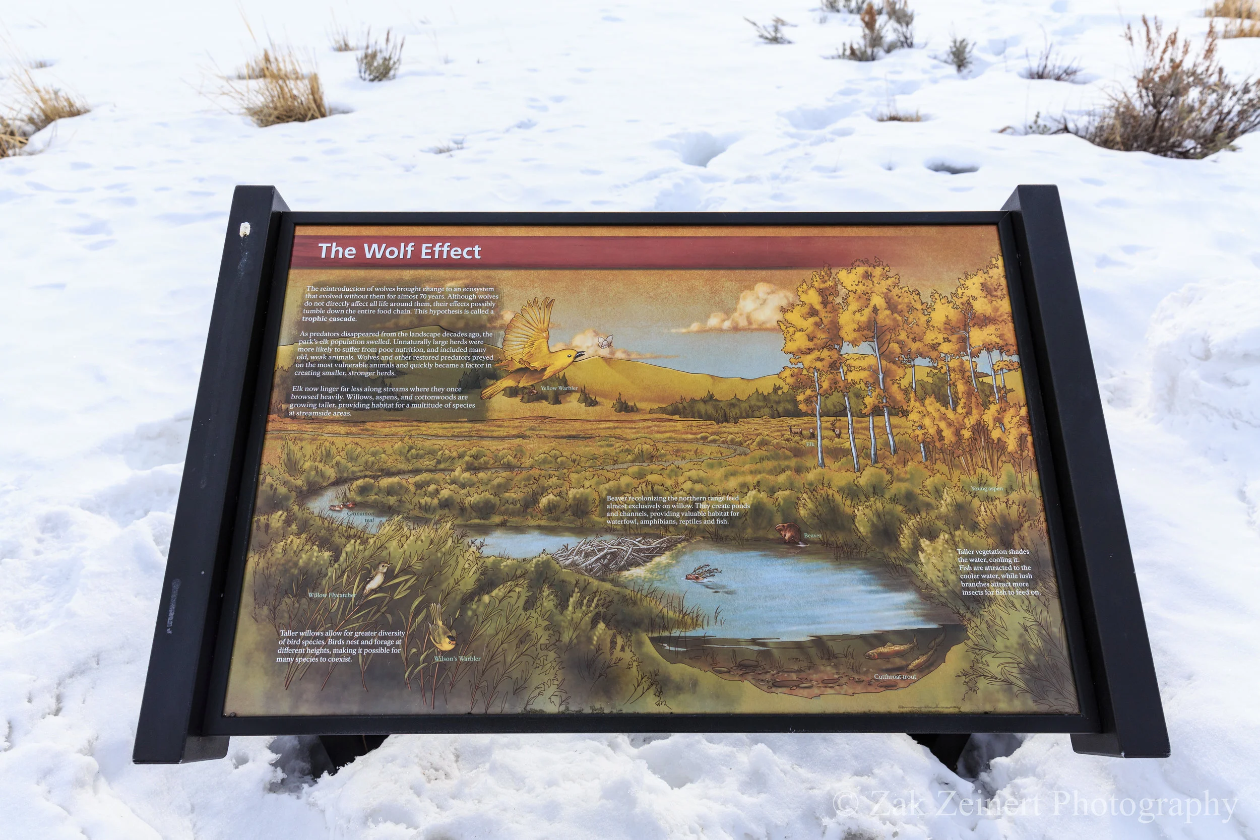 The story of what happened when the wolves were reintroduced to Yellowstone. Here's a great video going into more depth: https://www.youtube.com/watch?v=ysa5OBhXz-Q