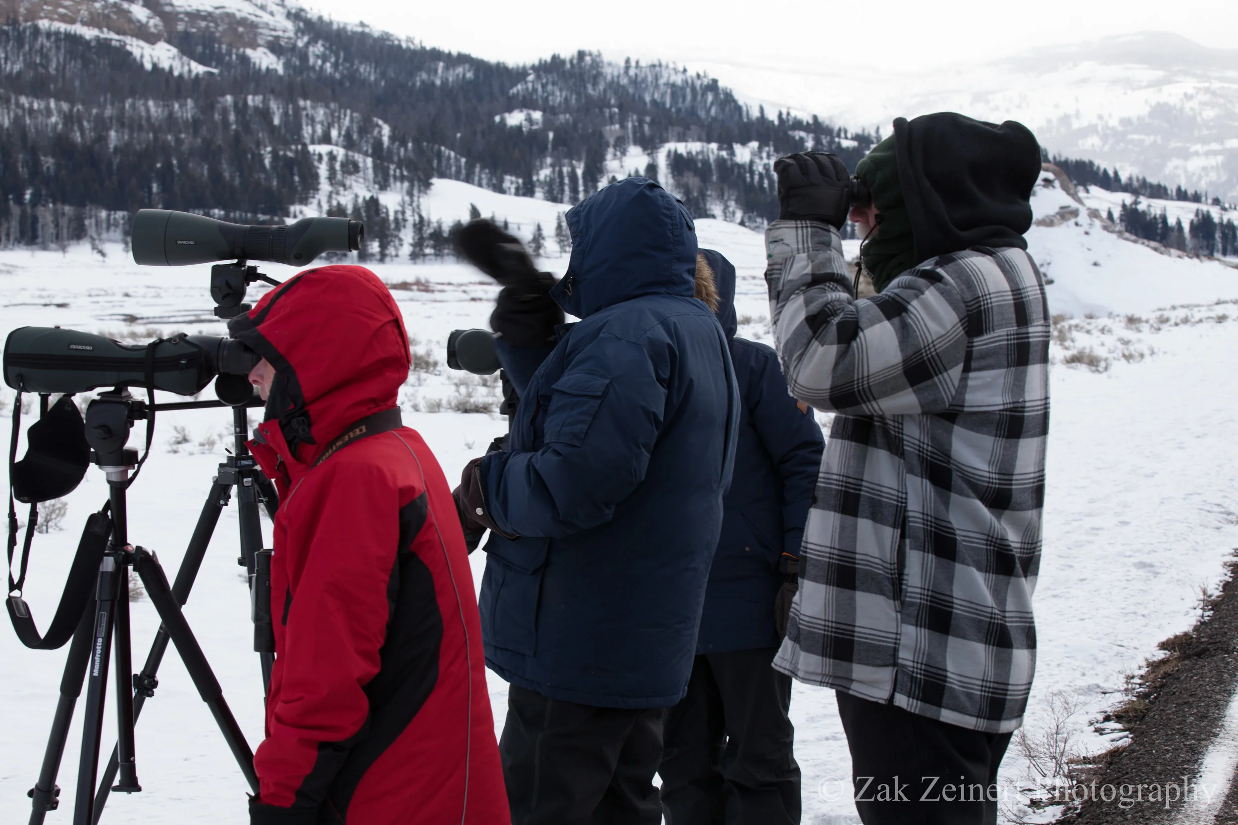 Wildlife viewers watching the elk-hunt