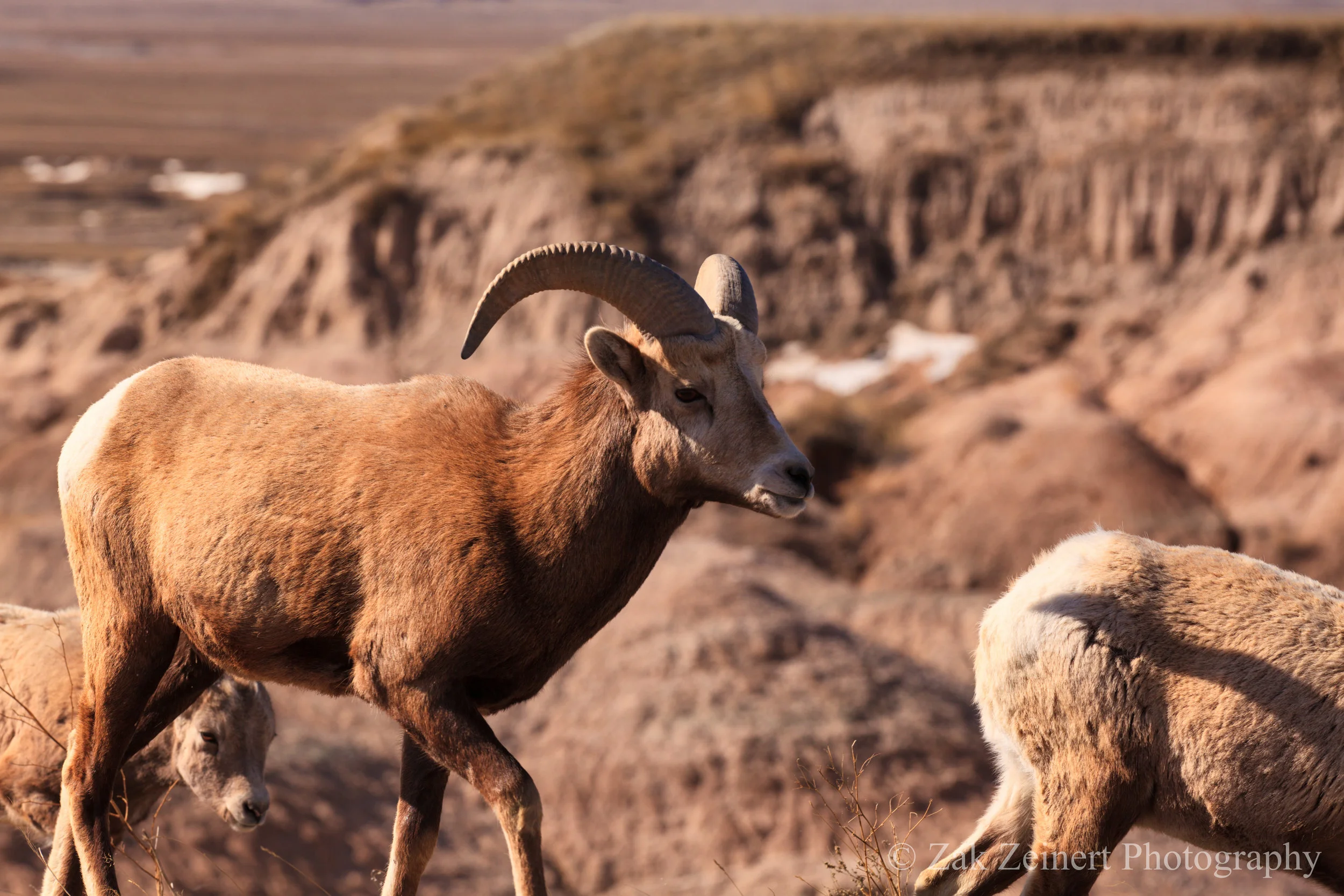 Mountain Goat in Badlands National Park