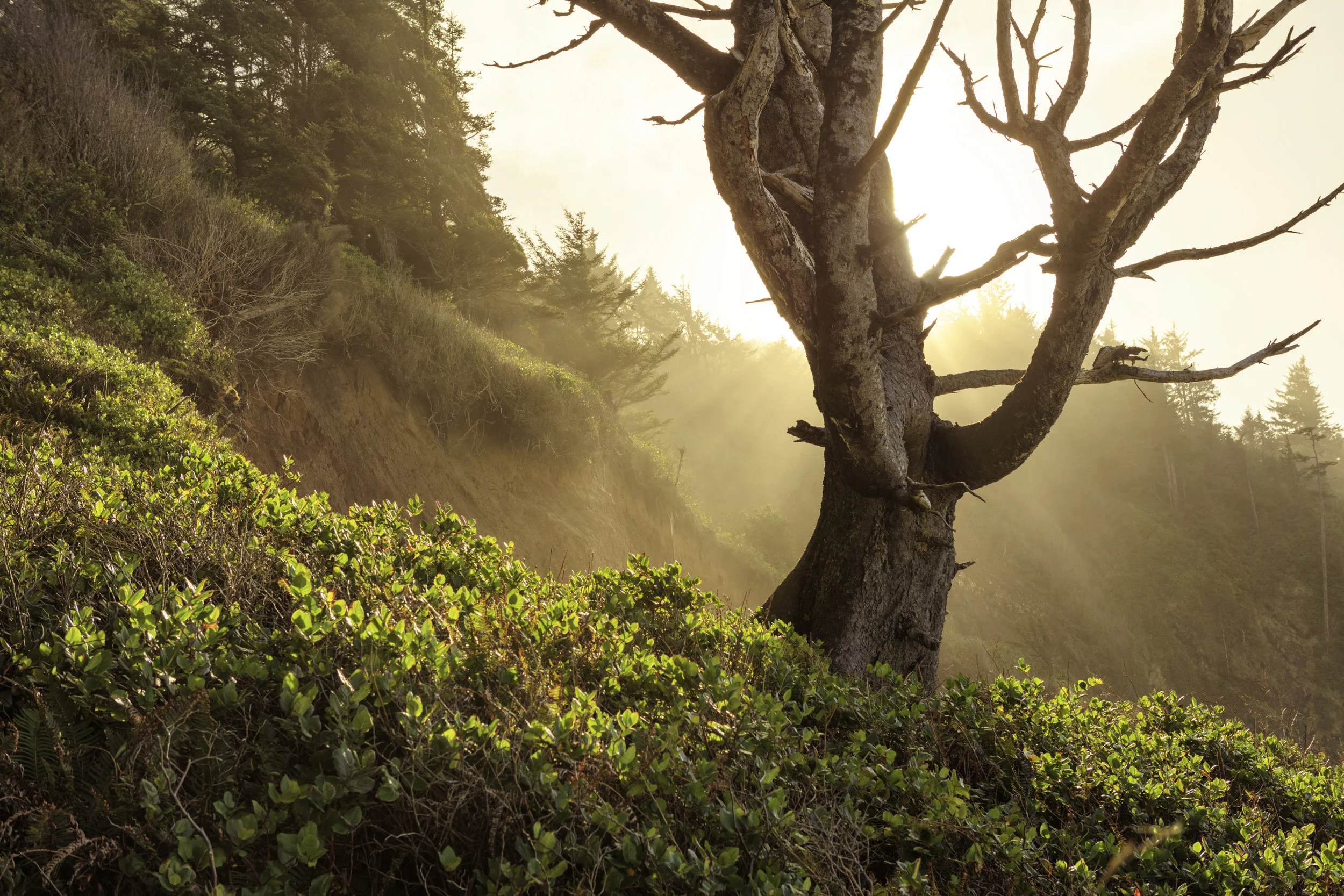 Backlit tree in Oregon