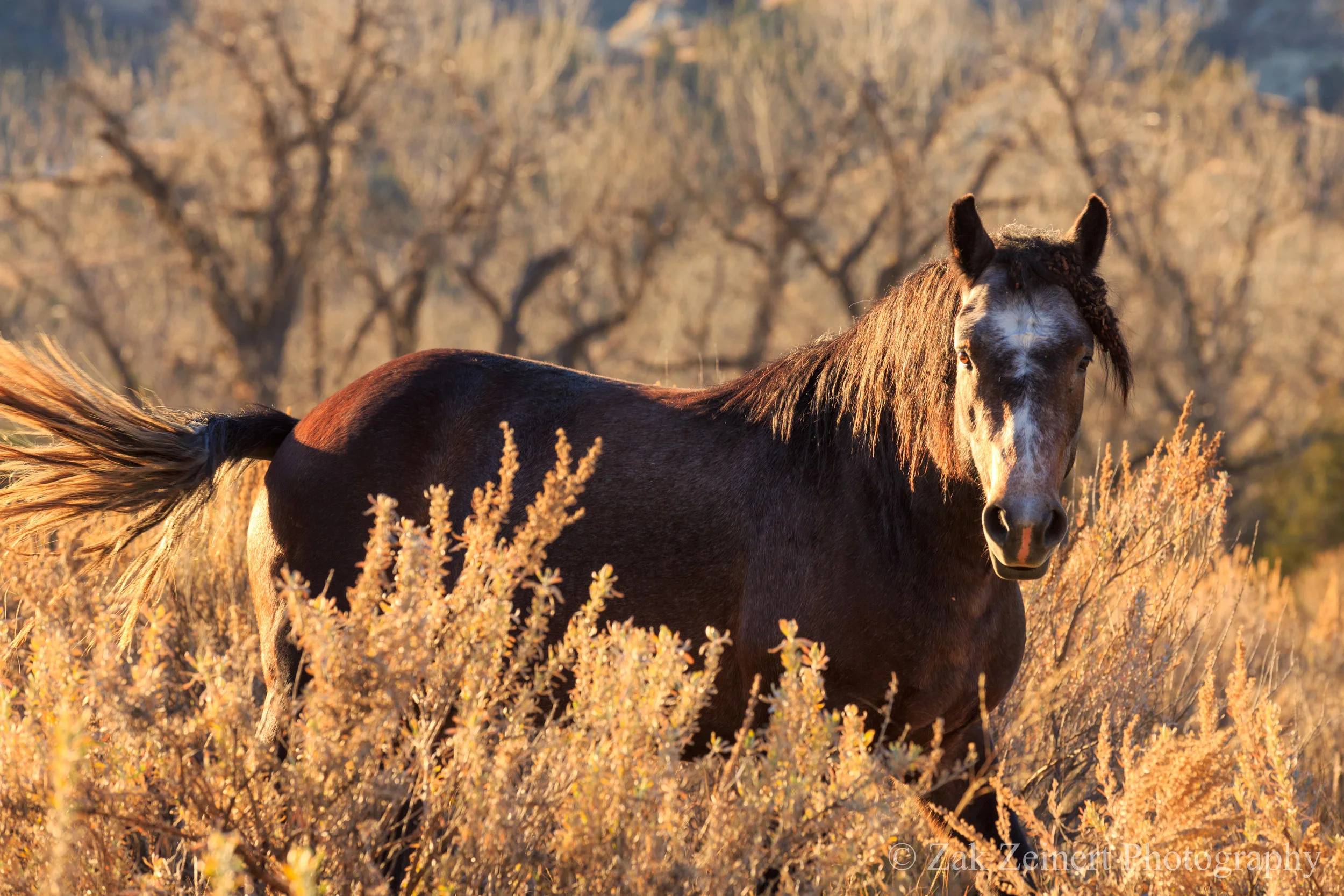 Wild Horse at Cottonwood Campground - 2016