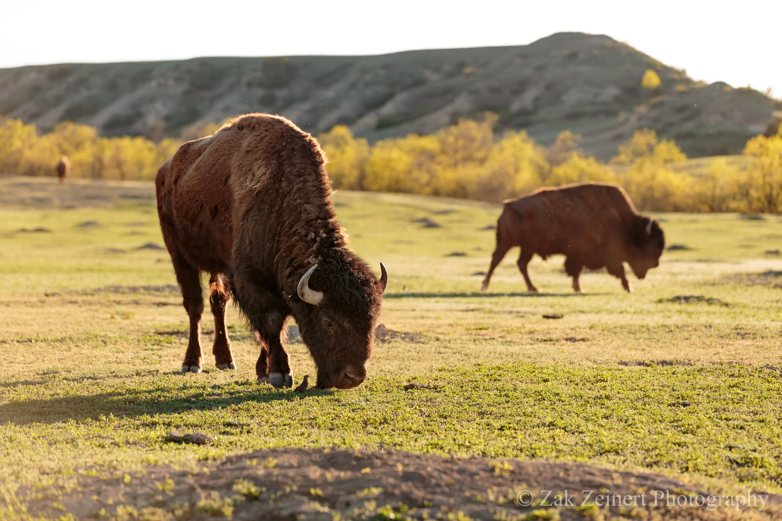 Buffalo grazing just north of Cottonwood Campground on the 36-mile loop