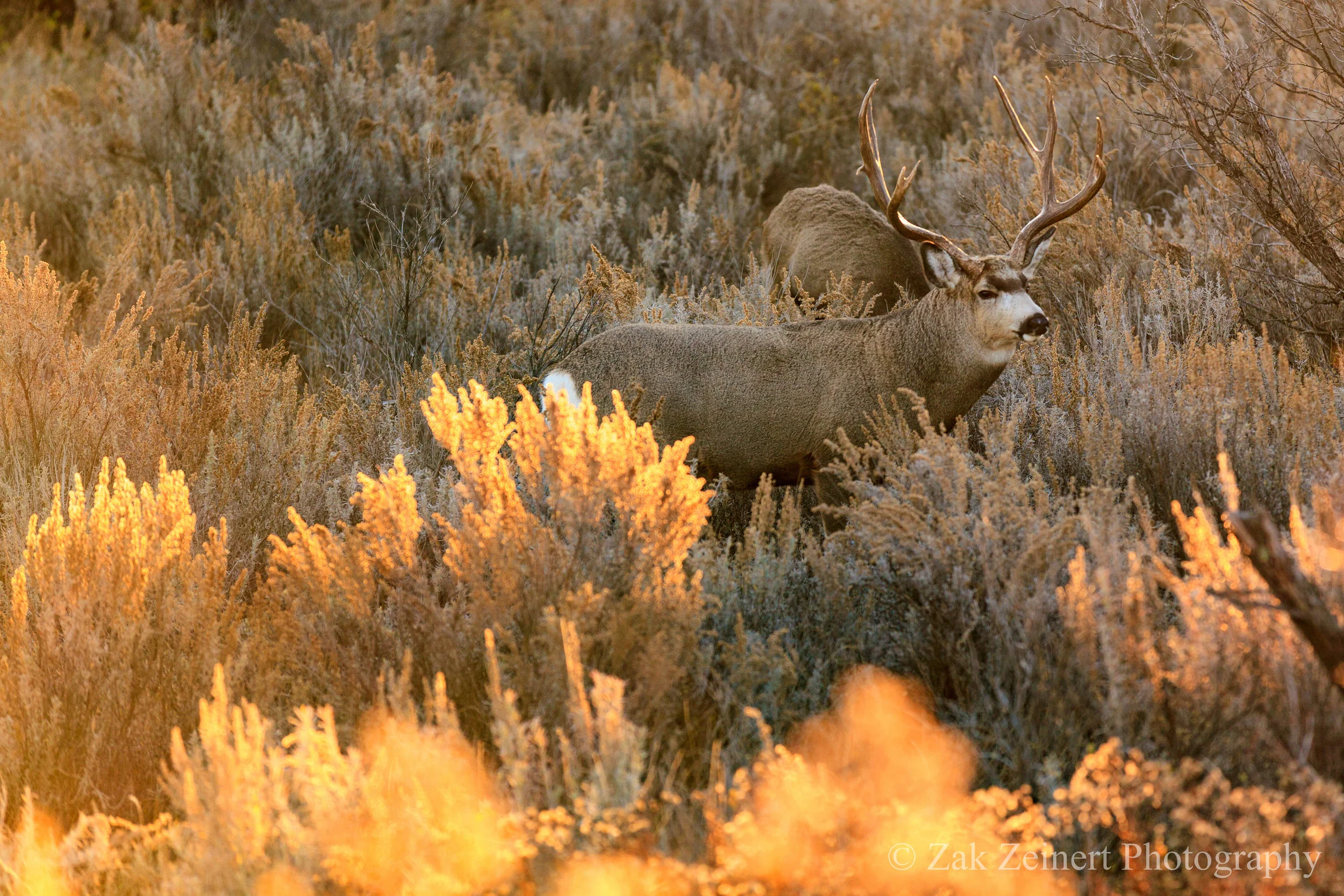 An elk seen from the parking lot at Buck Hill